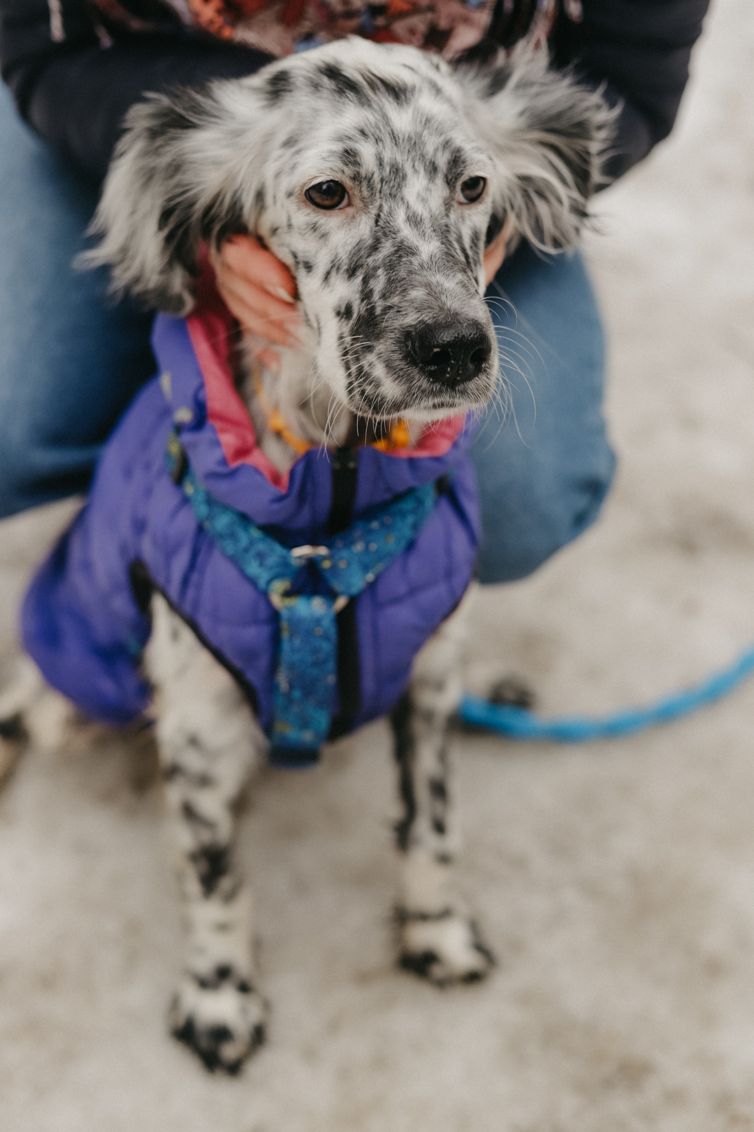 Для приюта (уже дома). Фотограф Москва и Санкт-Петербург