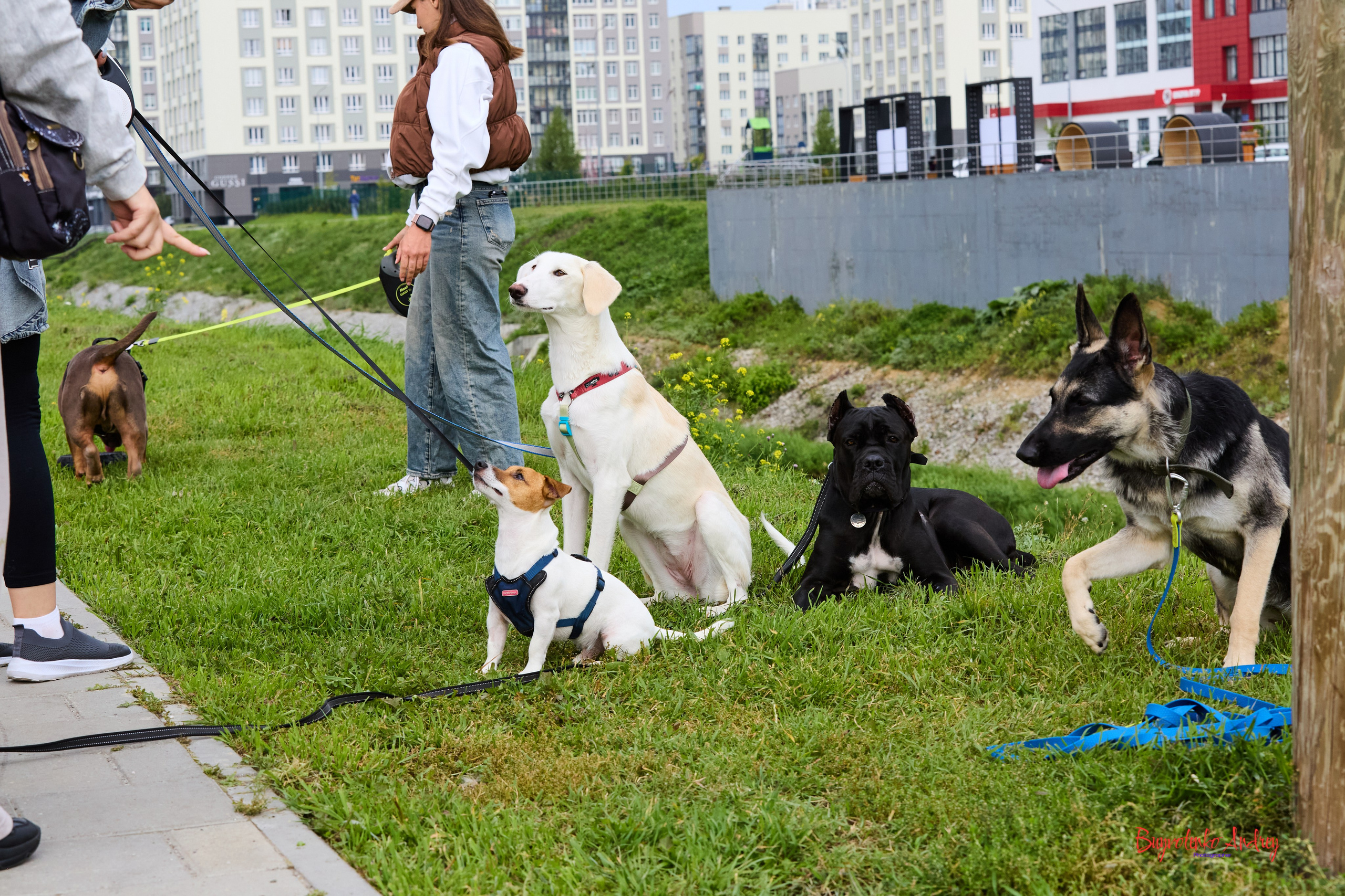 Проект фотопрогулка с хвостиком. Buyvolenko Andrey