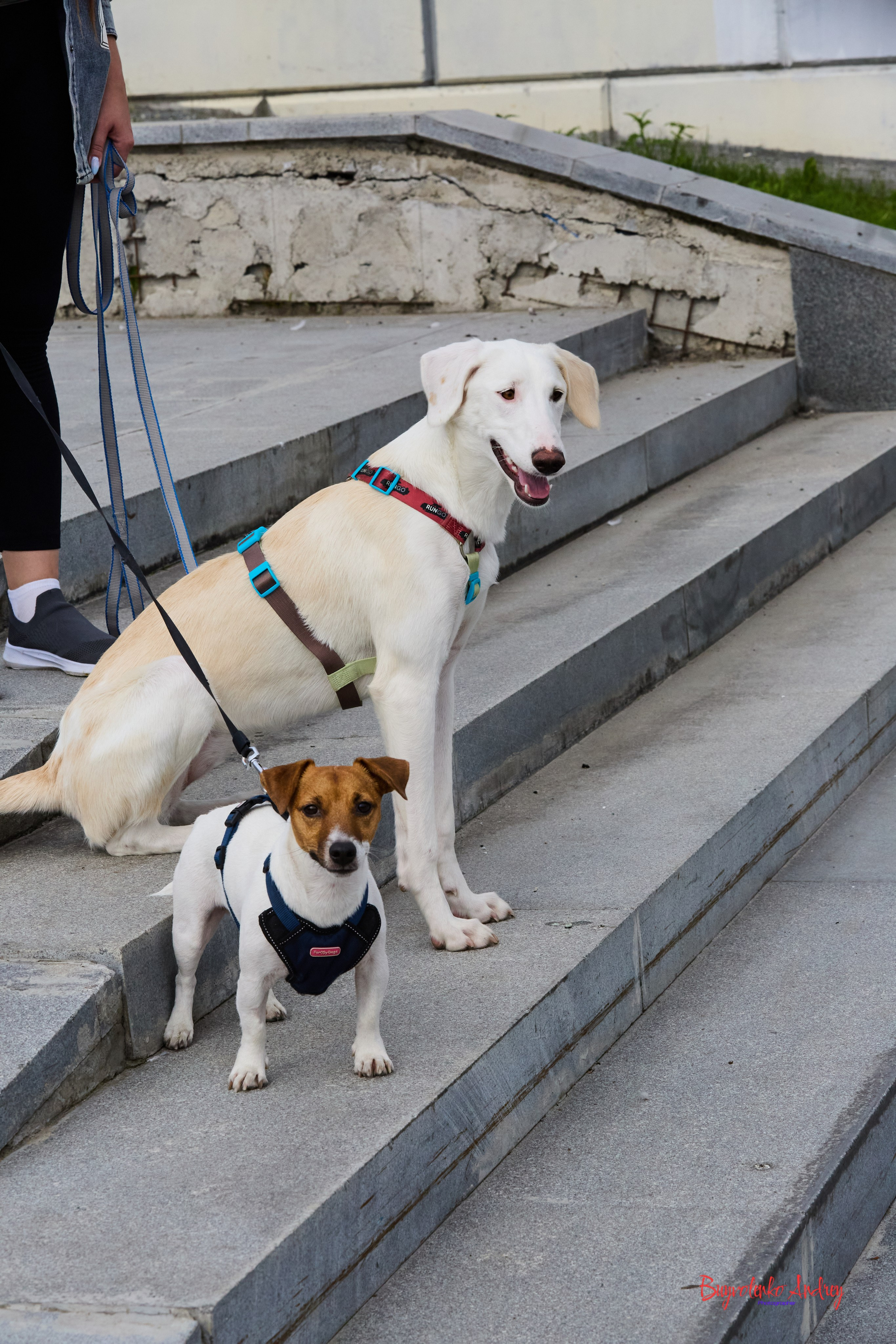 Проект фотопрогулка с хвостиком. Buyvolenko Andrey