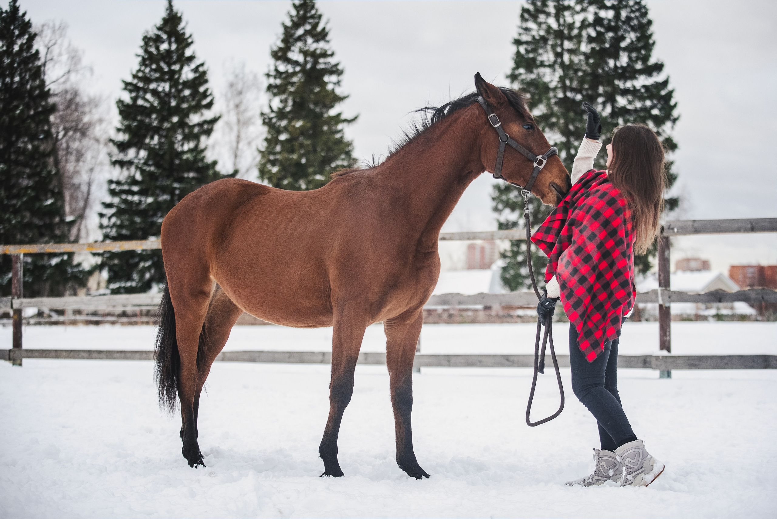Дестини. Куракина Дарья • Конный фотограф