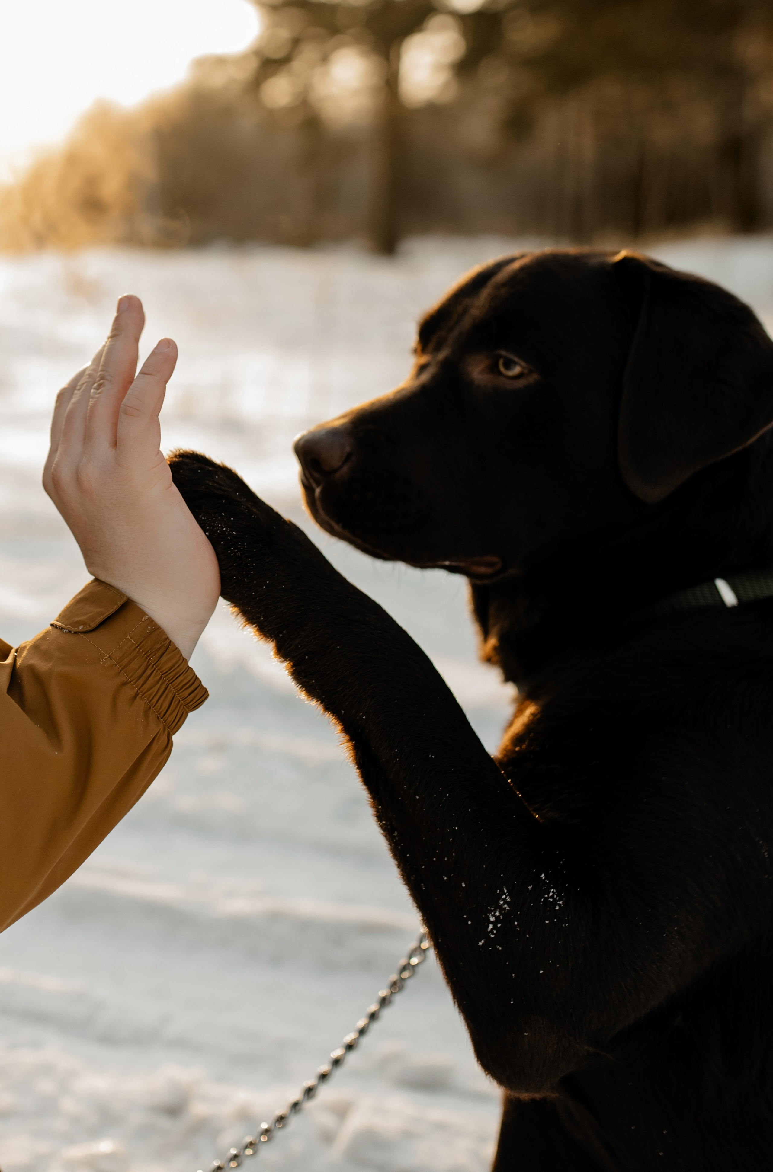 Ви ,Мась & Вегас