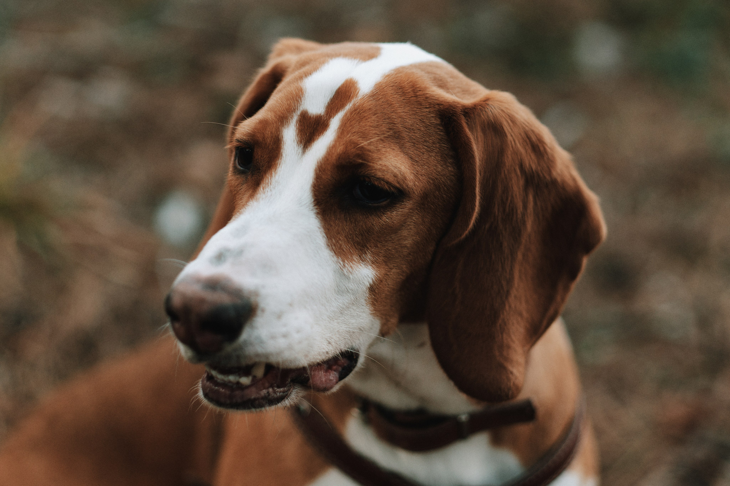 Twiligth. Gerasko Aleks — Портрет, кричащий тишиной