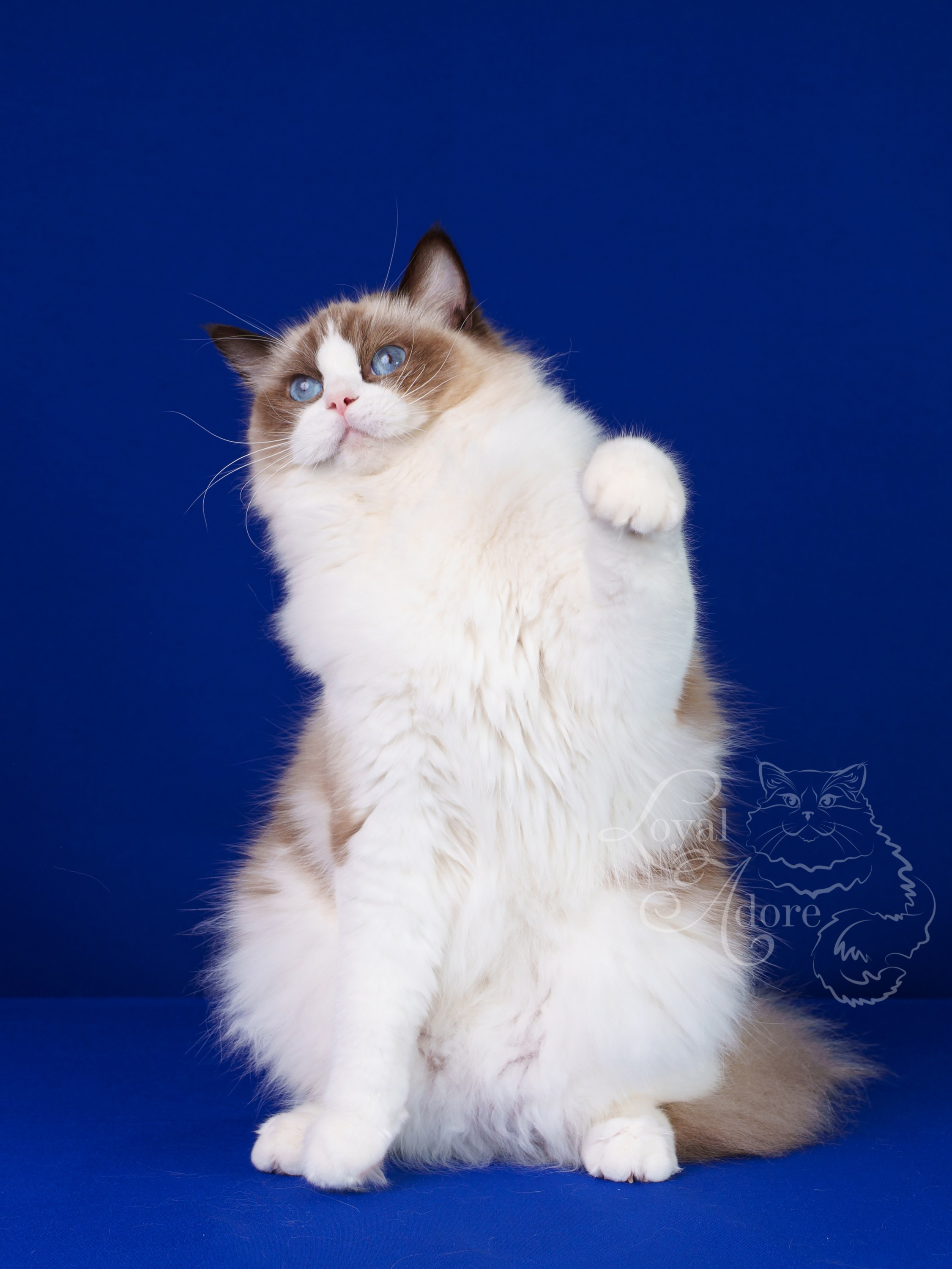 Кошки производители Loyal Adore. Питомник рэгдолл Loyal Adore