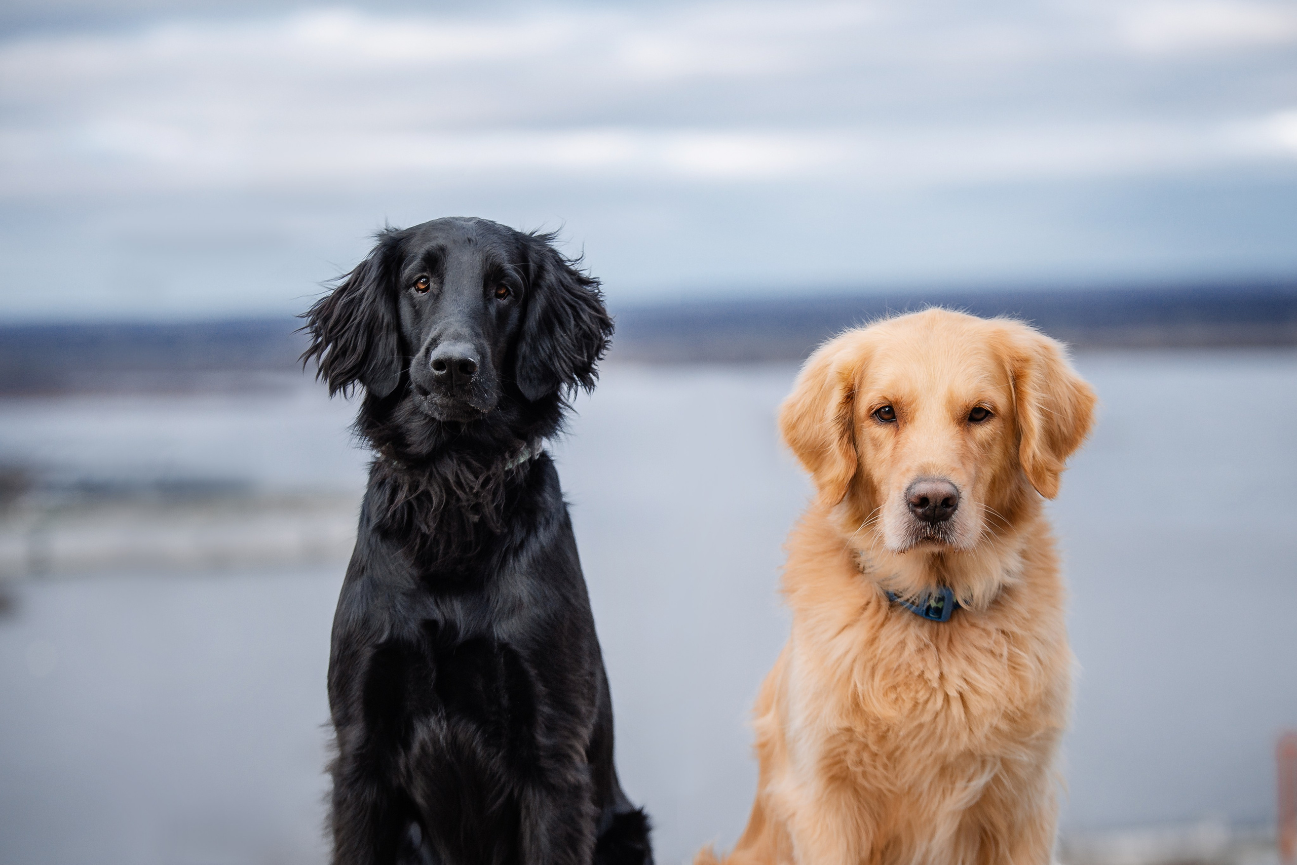 Юля, Стёпа и Мята. Фотограф-анималист Анастасия Парфенова|Екатеринбург