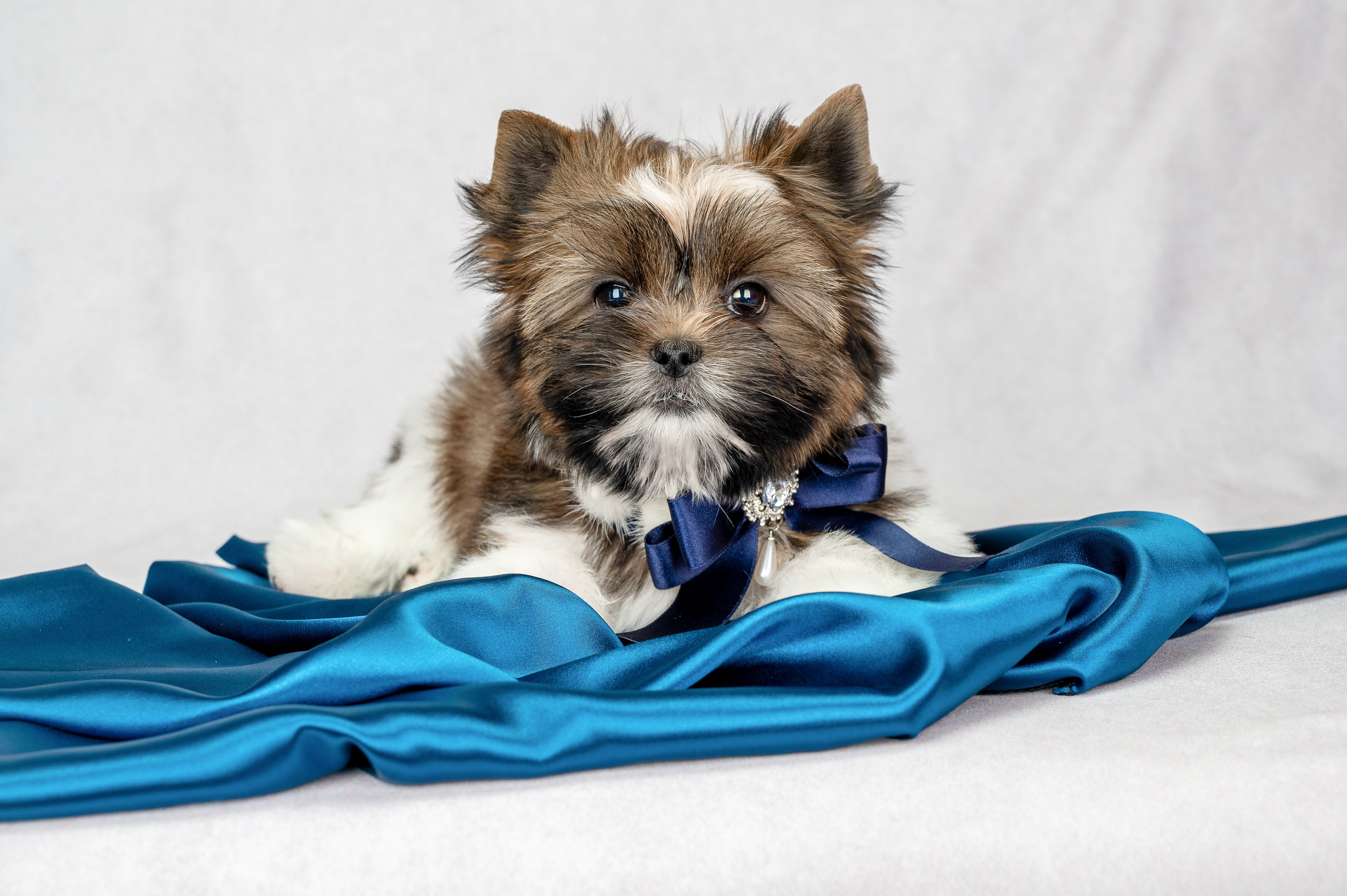 Собаки. Фотограф-анималист в СПб