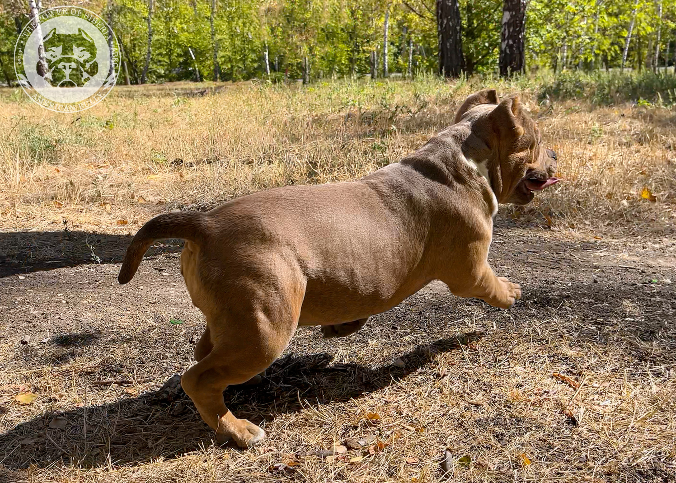 Помет Каспер и Тагира. 21.04.25. Американский Булли в г. Ростов-на-Дону. Питомник THE POWER OF SIBERIA