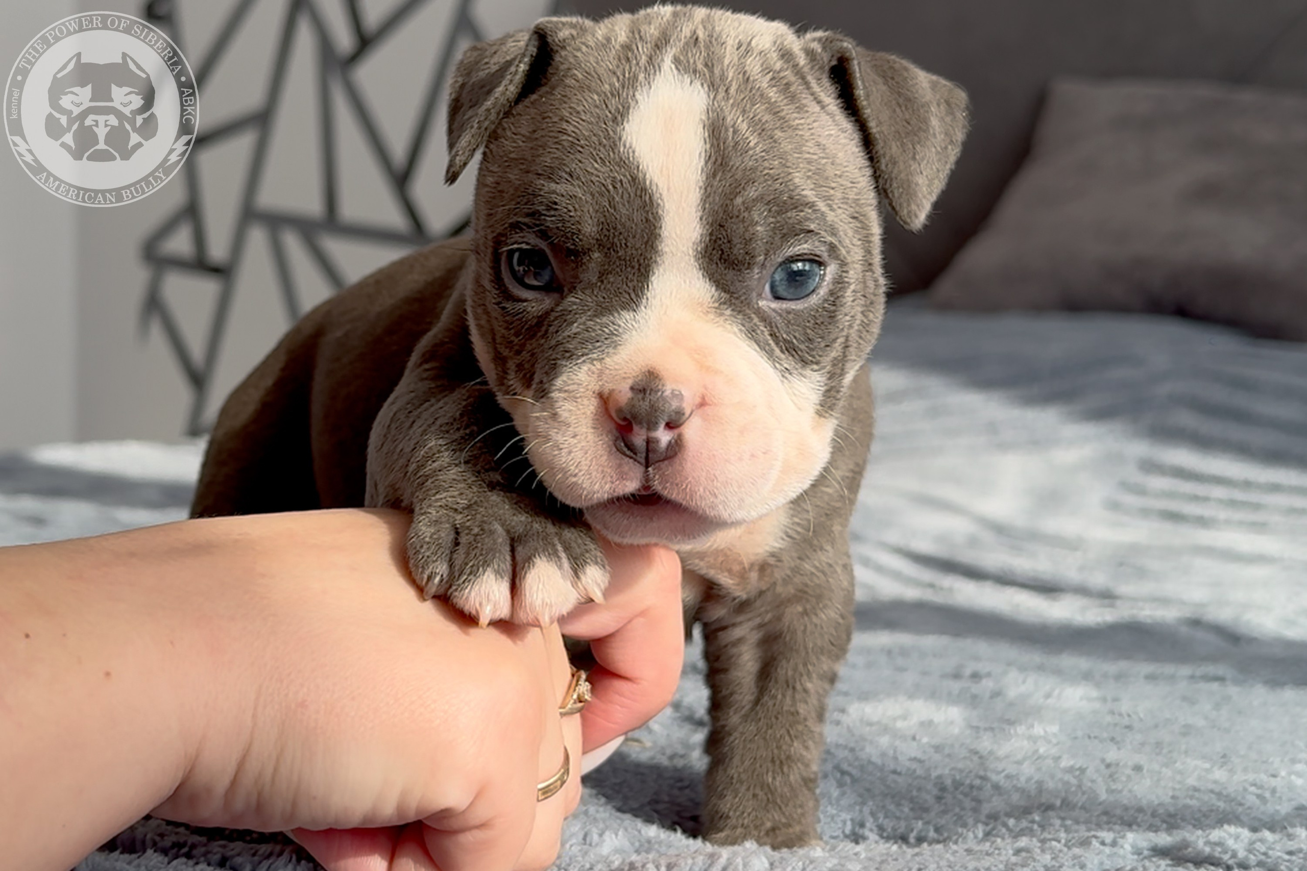 Свободные щенки Американский Булли стандарт и Свободные щенки Американский Булли классик. Американский Булли в г. Ростов-на-Дону. Питомник THE POWER OF SIBERIA