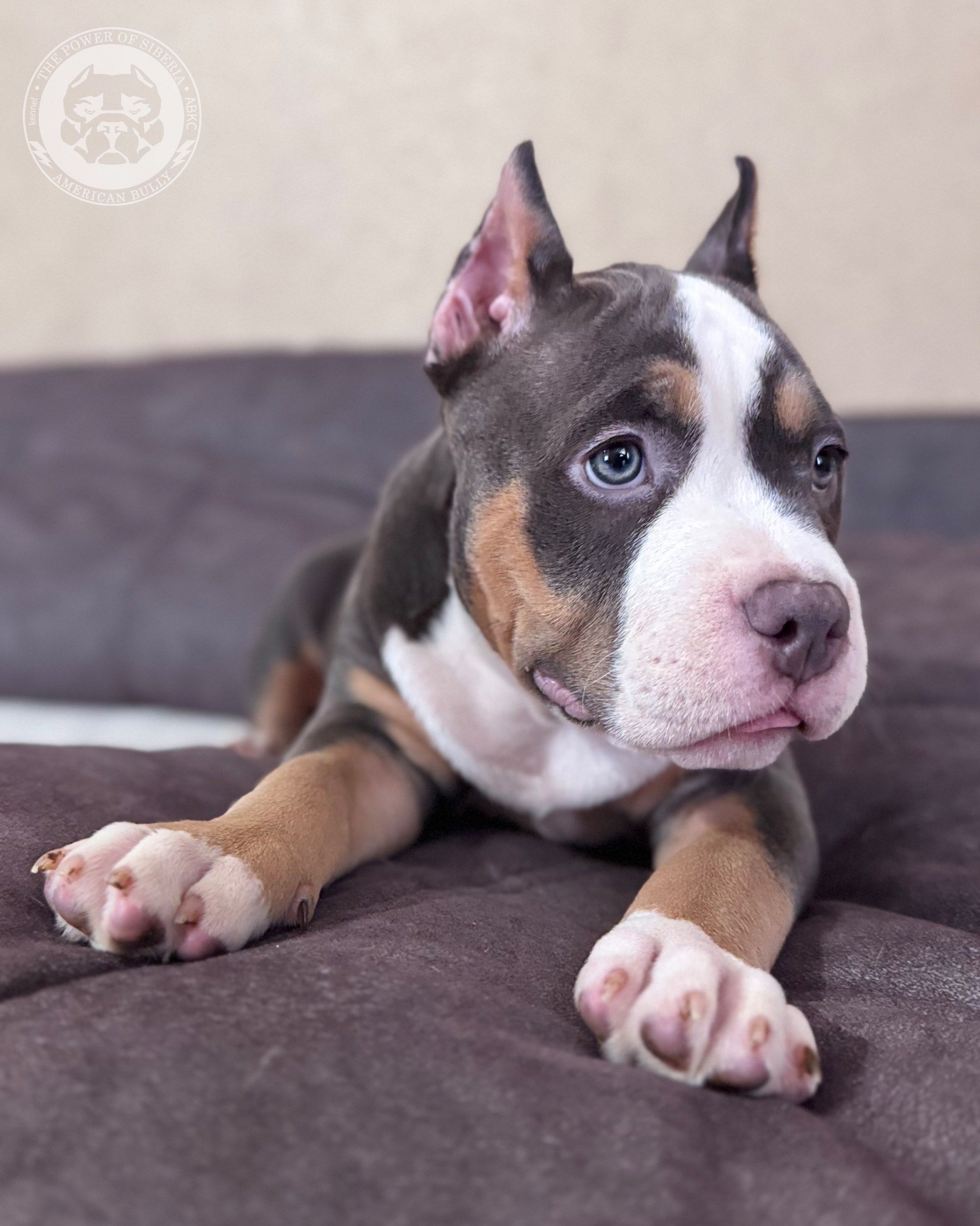 Свободные щенки Американский Булли, в типах покет, классик, стандарт. Американский Булли в г. Ростов-на-Дону. Питомник THE POWER OF SIBERIA