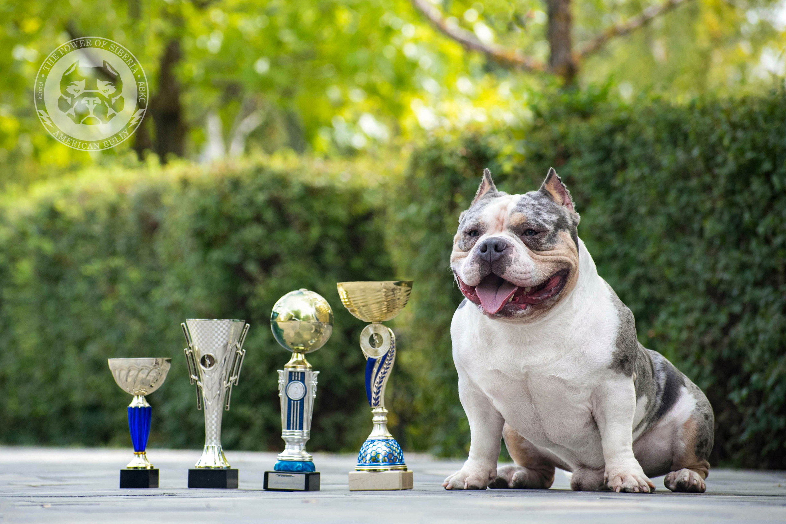 Августовские фотографии Каспера. Американский Булли в г. Ростов-на-Дону. Питомник THE POWER OF SIBERIA