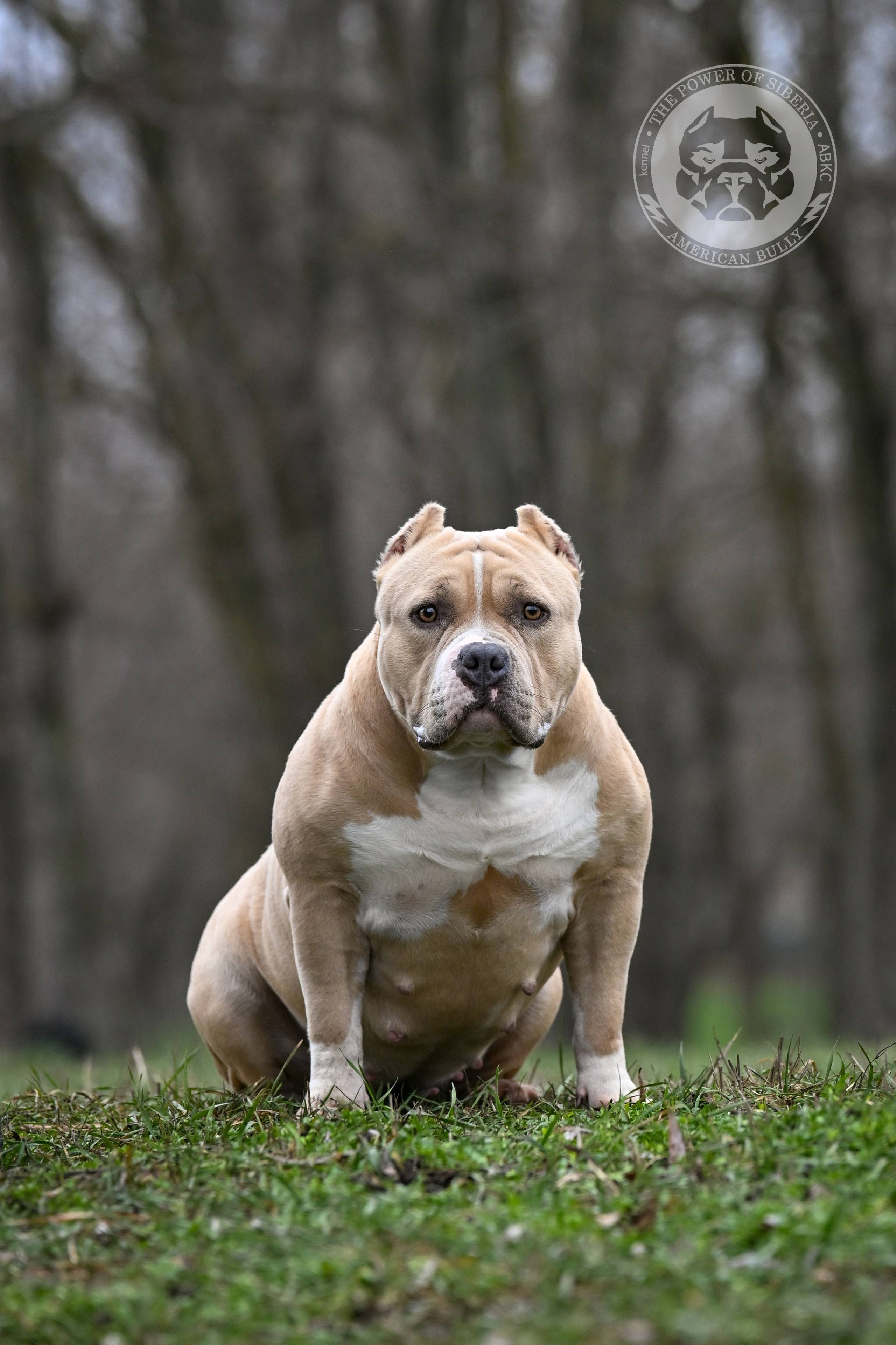 Страница Рокси. Американский Булли в г. Ростов-на-Дону. Питомник THE POWER OF SIBERIA