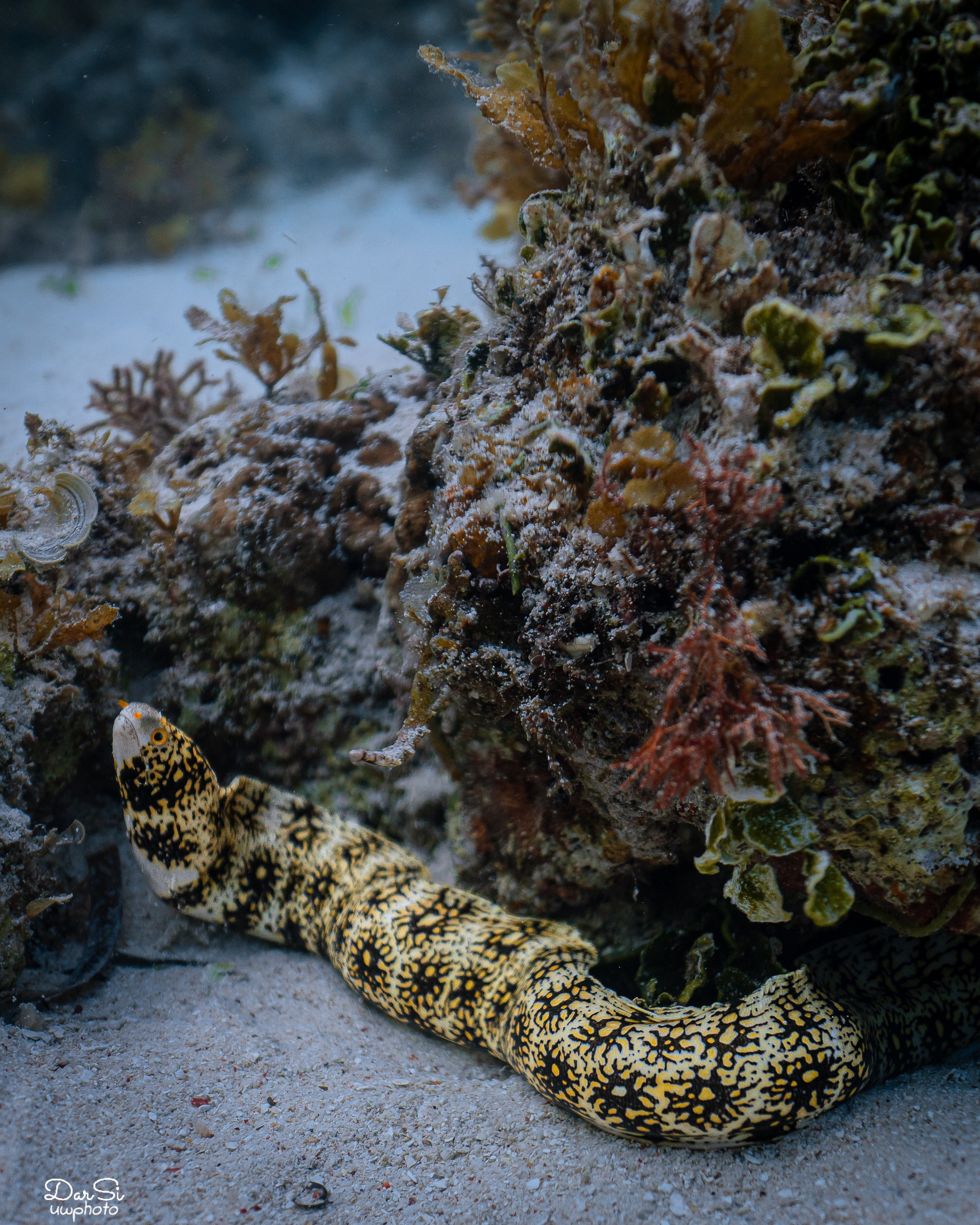 Подводный мир. Подводный фотограф на Филиппинах Синицина Дарья