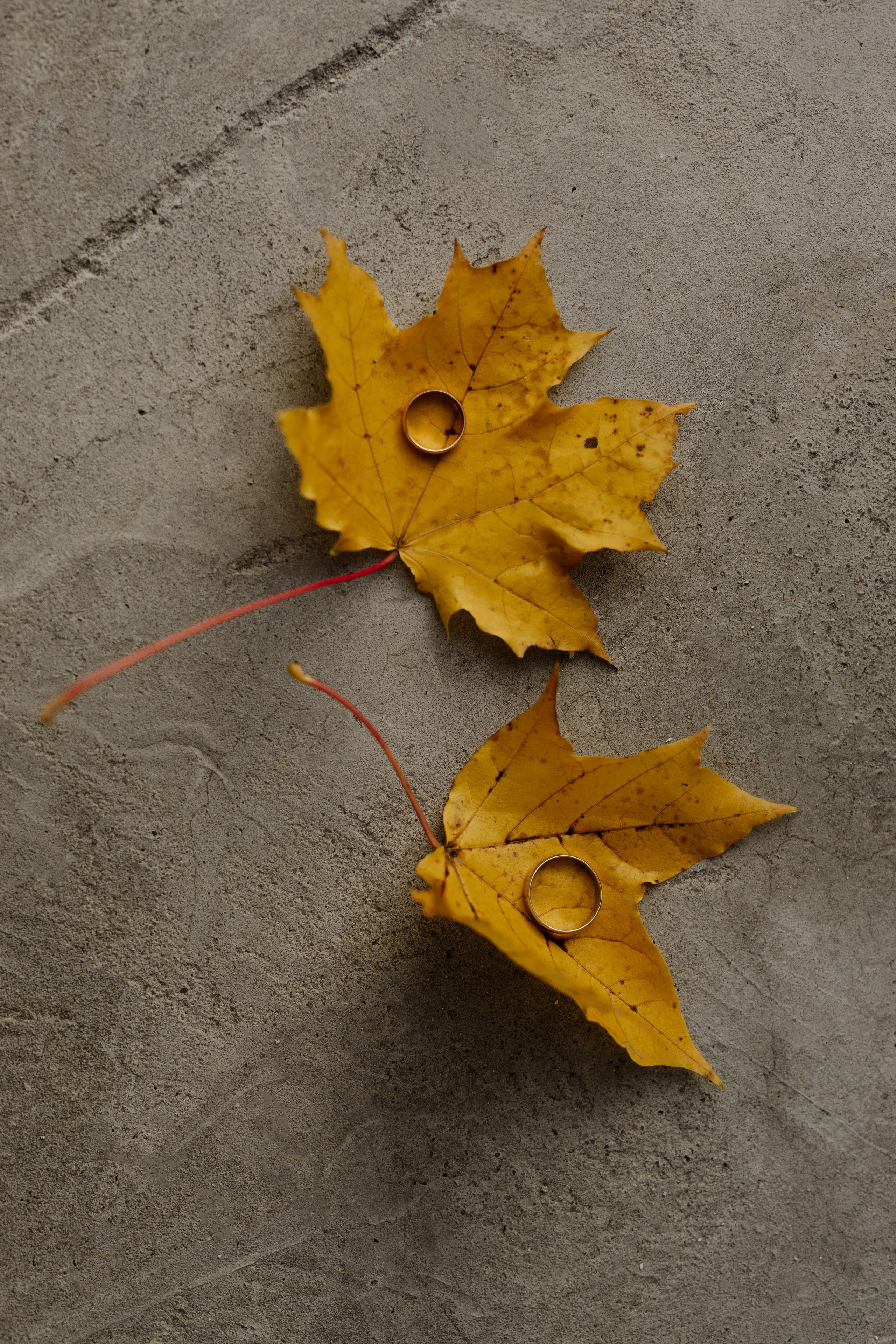 Свадьба Никиты и Марии. Фотограф Кольчугино/Владимир/Москва Елизавета Иода
