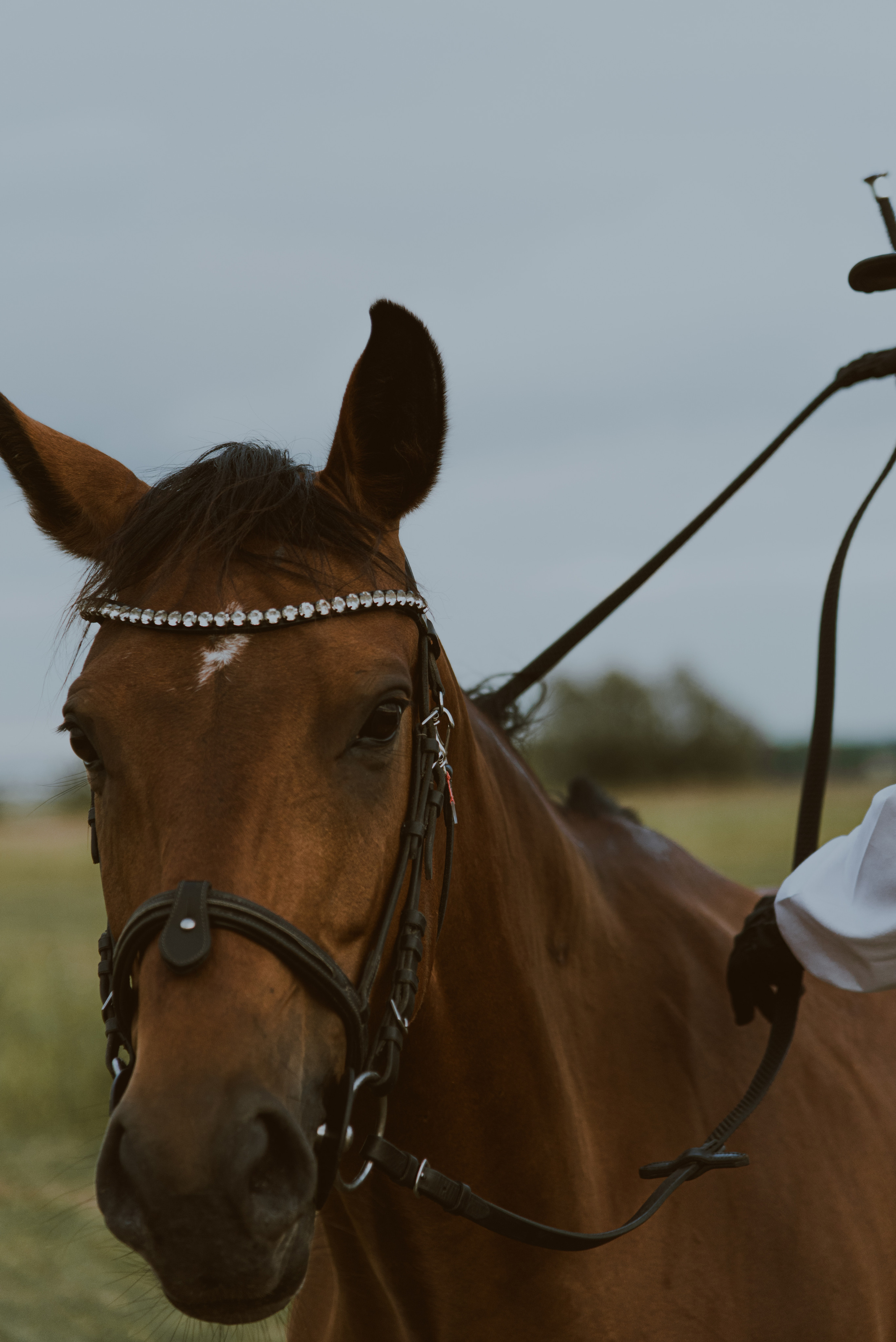 С лошадьми. ФОТОГРАФ СЕРГЕЕВА МАРИЯ