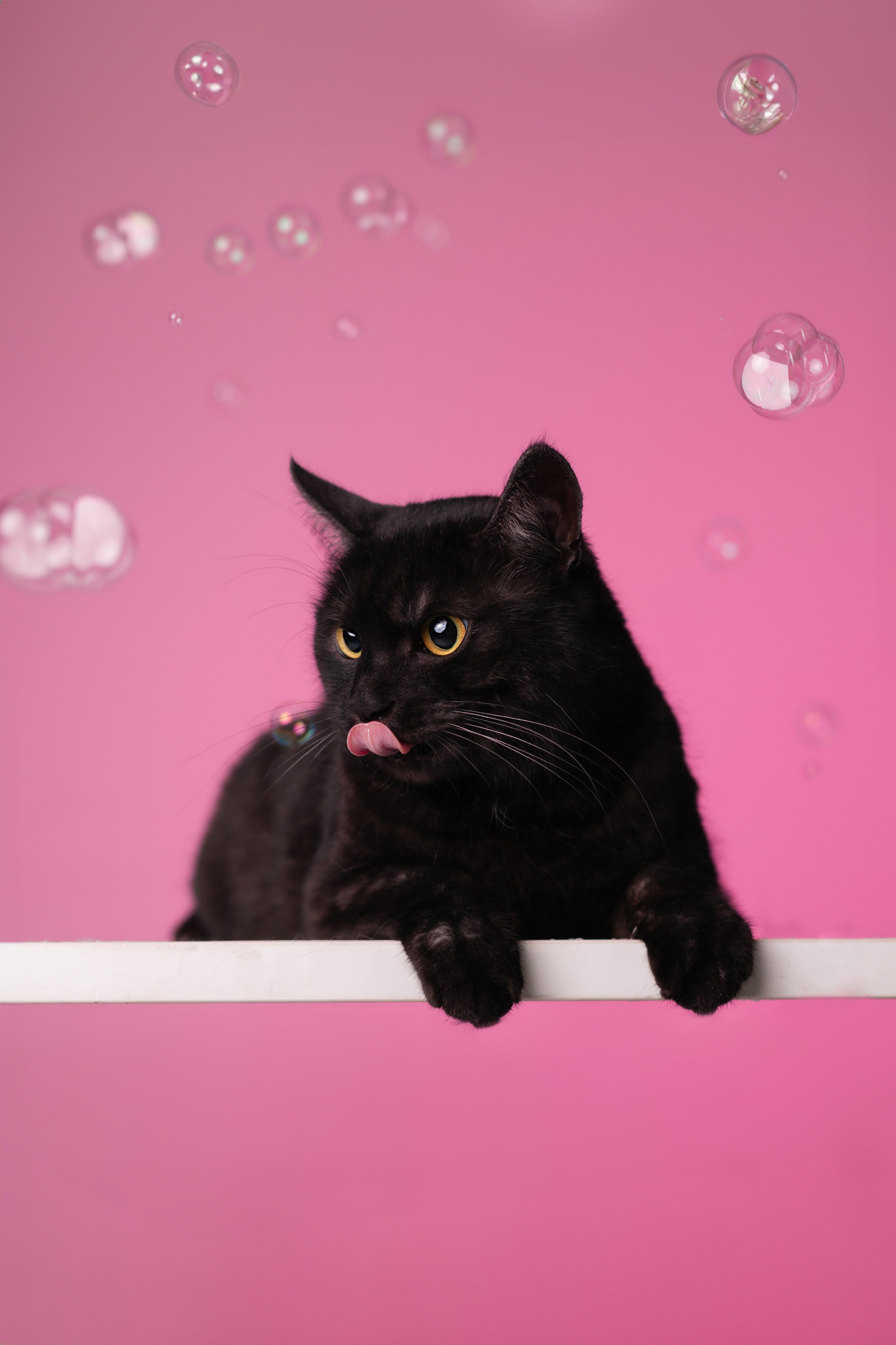 Неон 2 (фотодень). Фотограф анималист Кристина Карпова, Москва