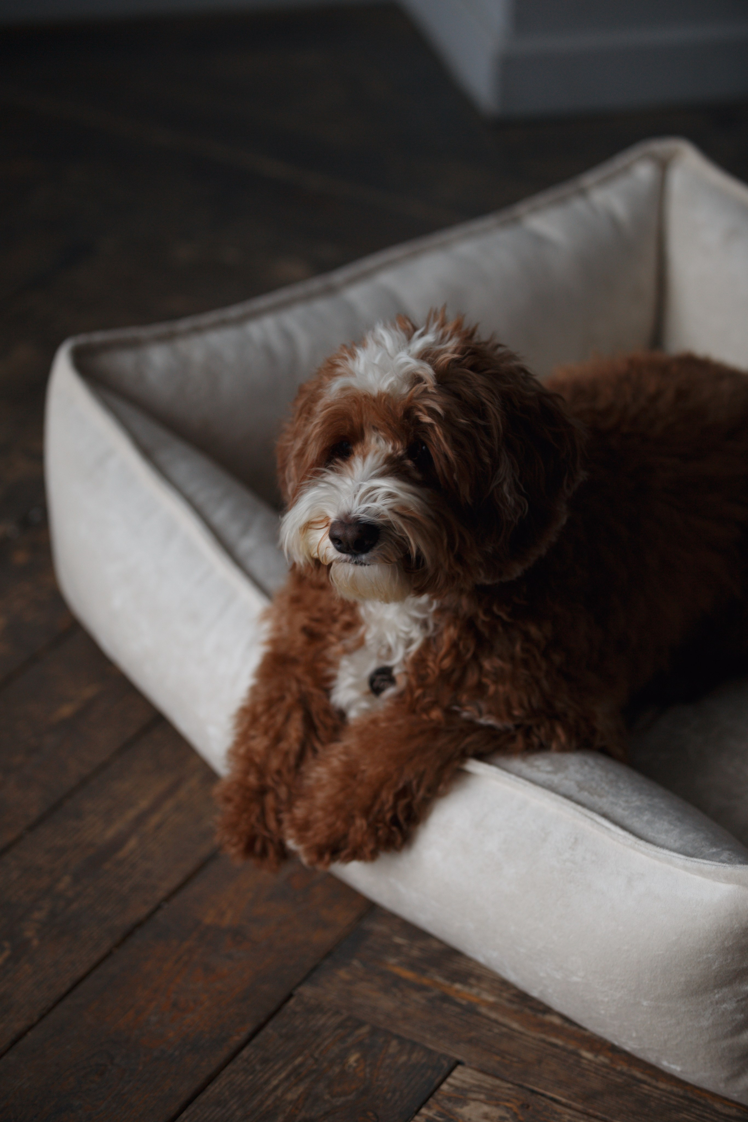 Bmbh лежанки и адресники. Фотограф анималист Кристина Карпова, Москва