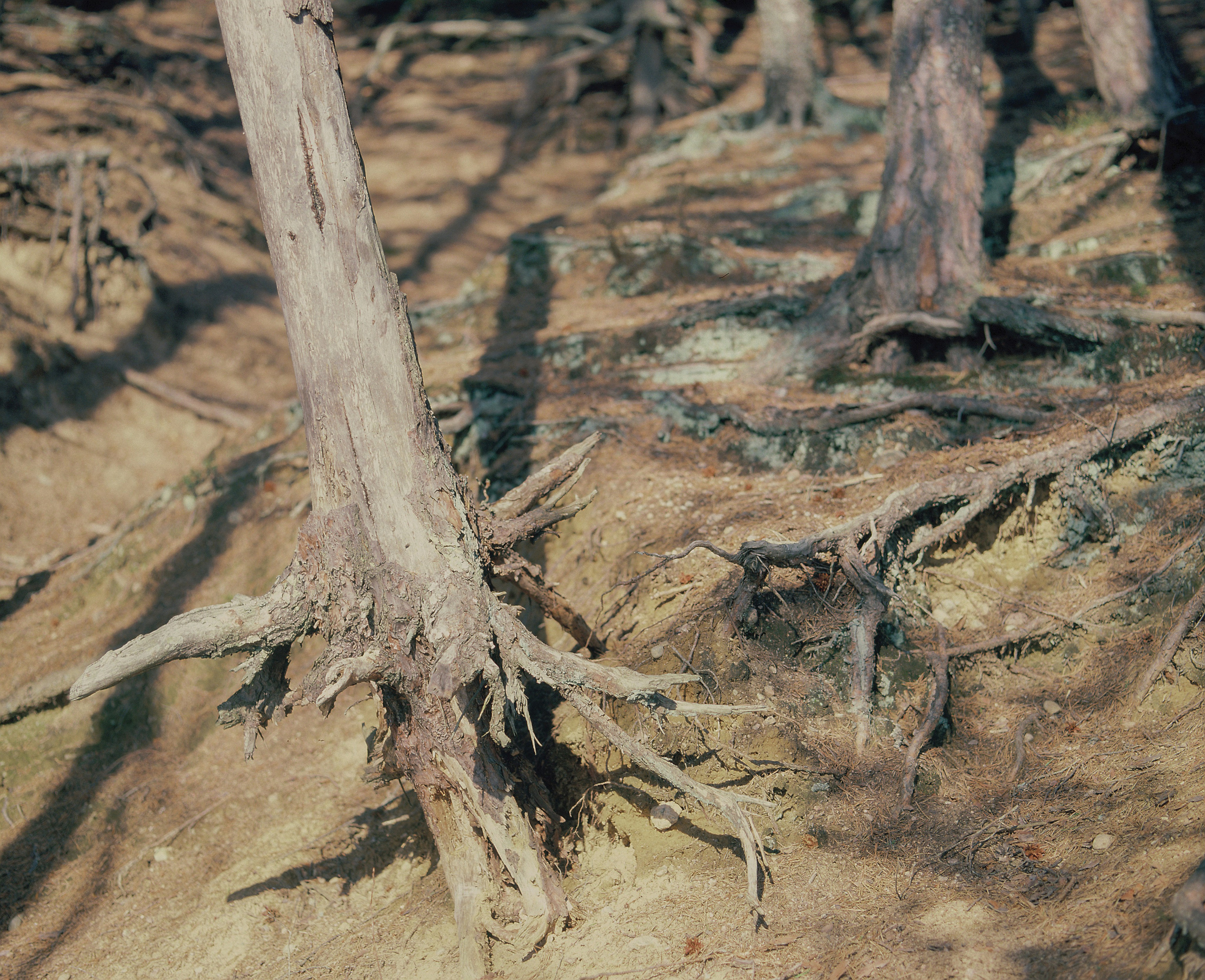 Плёночная весна 2025. Илья Михачёв Фотограф ПРО людей