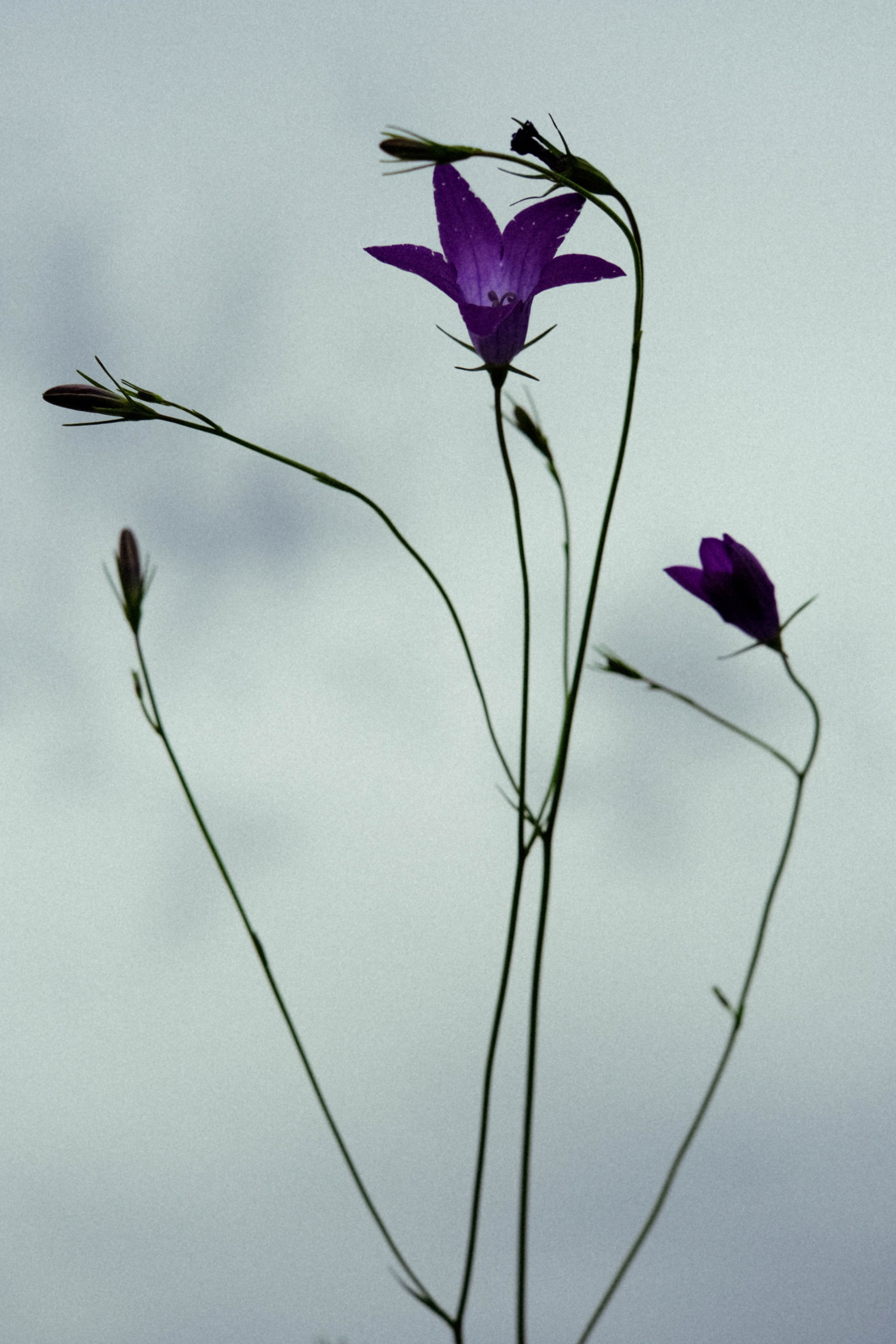 Курс «Психология на грядке». АRТ&PSY | Искусство психологии