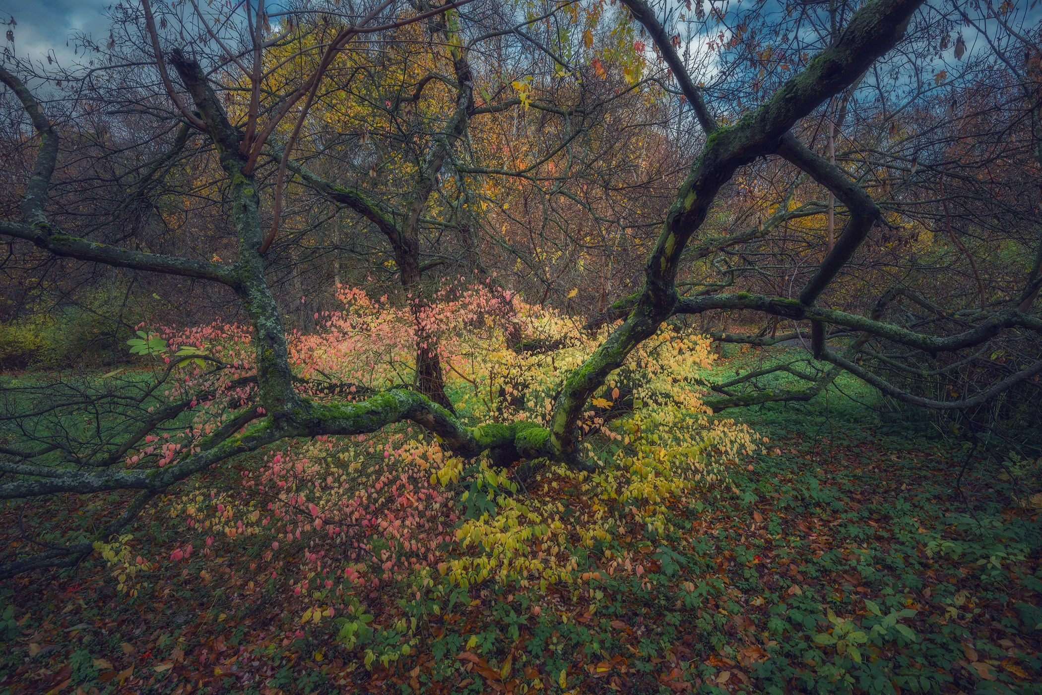 Volkovart.ru forest landscapes. Volkovart.online nature photography