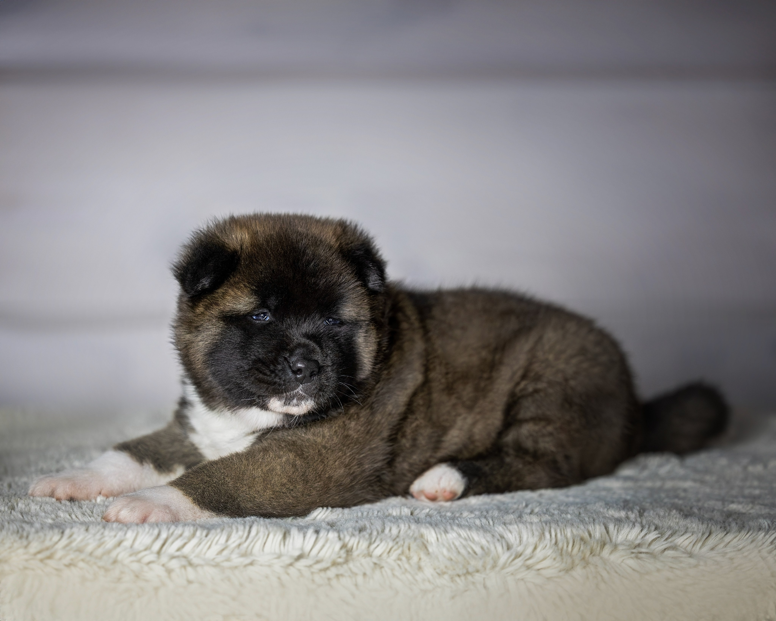 Щеночки Ам. Акиты. Главная