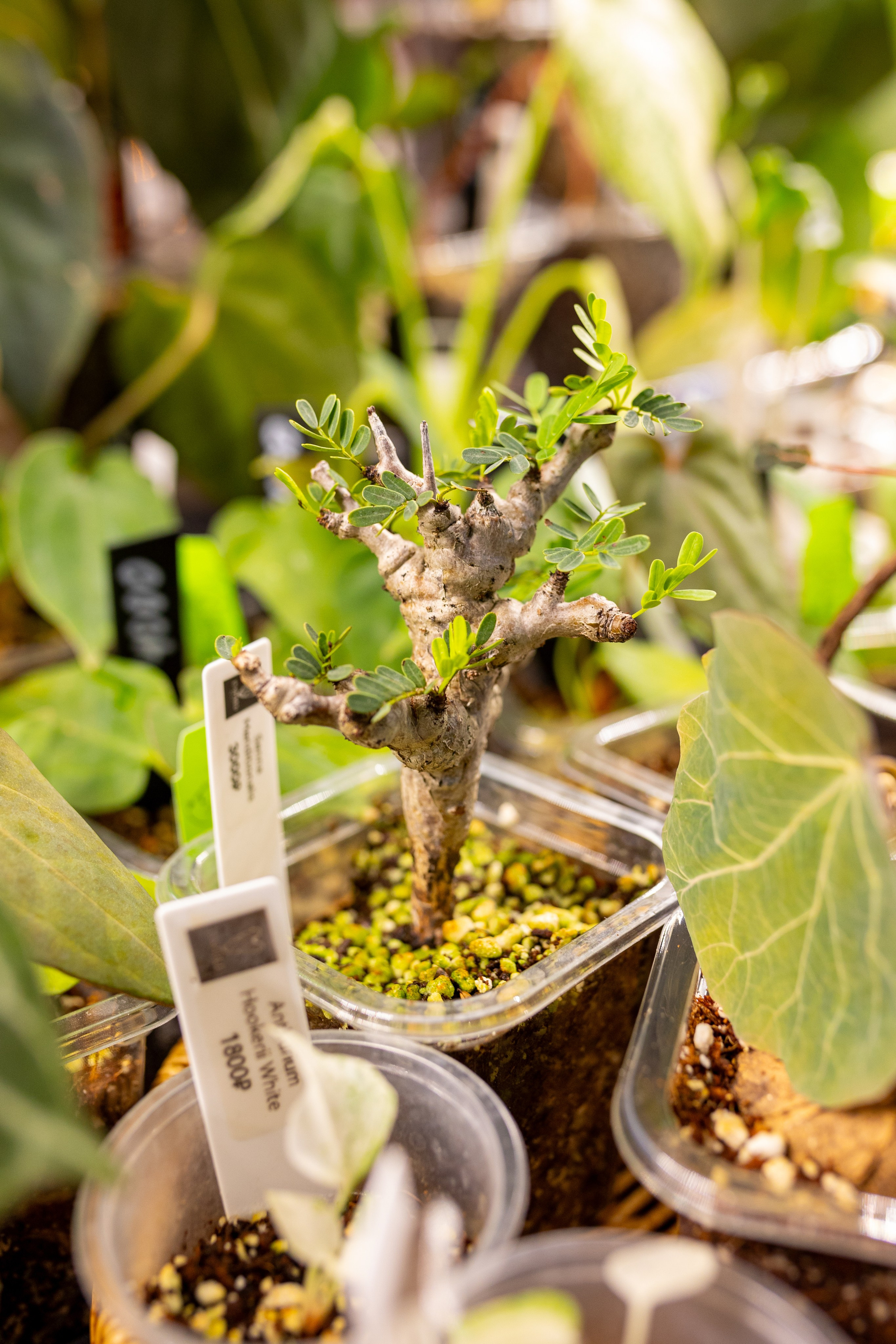 Орхидиум 12.2025. Александра Куликова фотограф, Москва