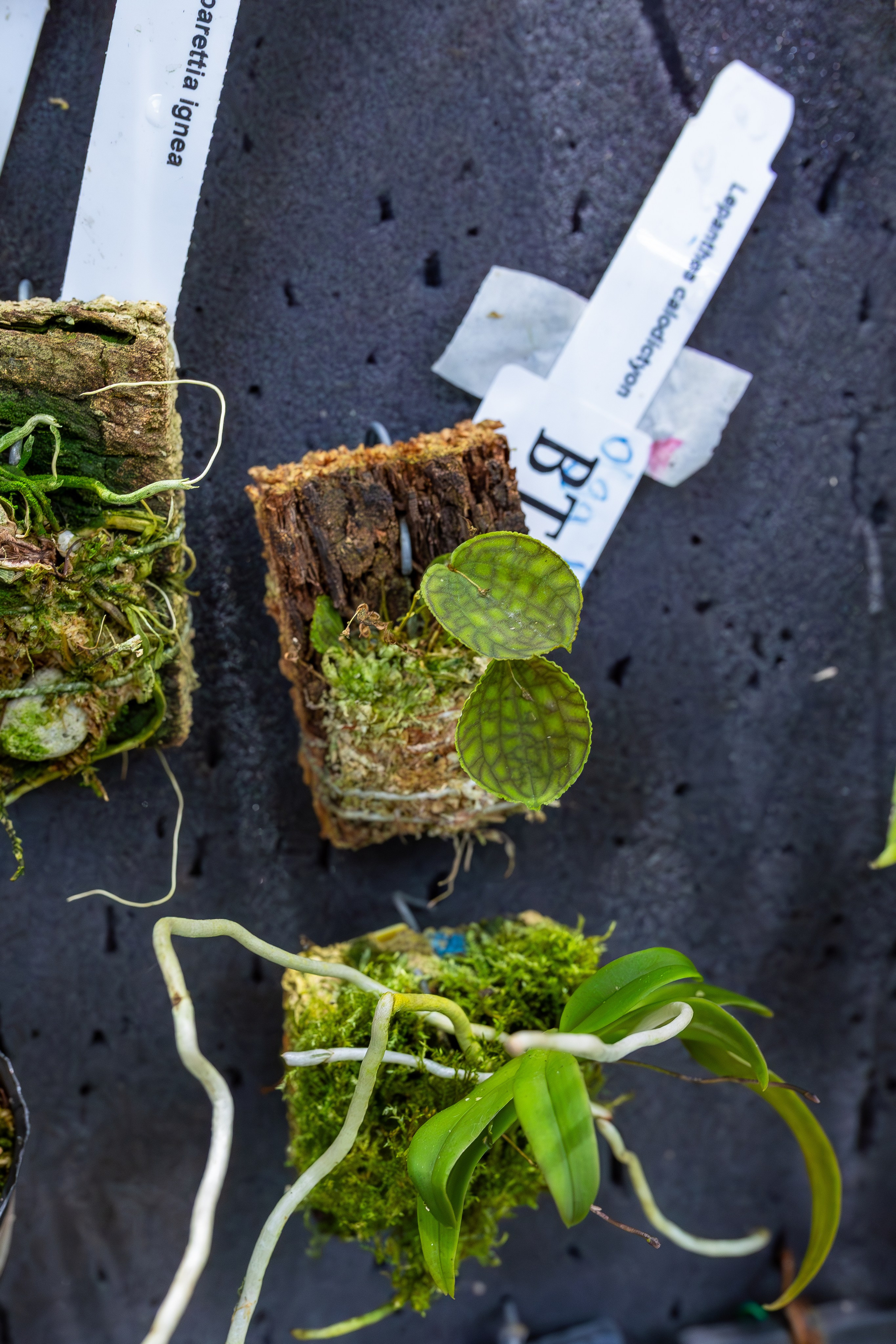 Орхидиум сентябрь 2025. Александра Куликова фотограф, Москва