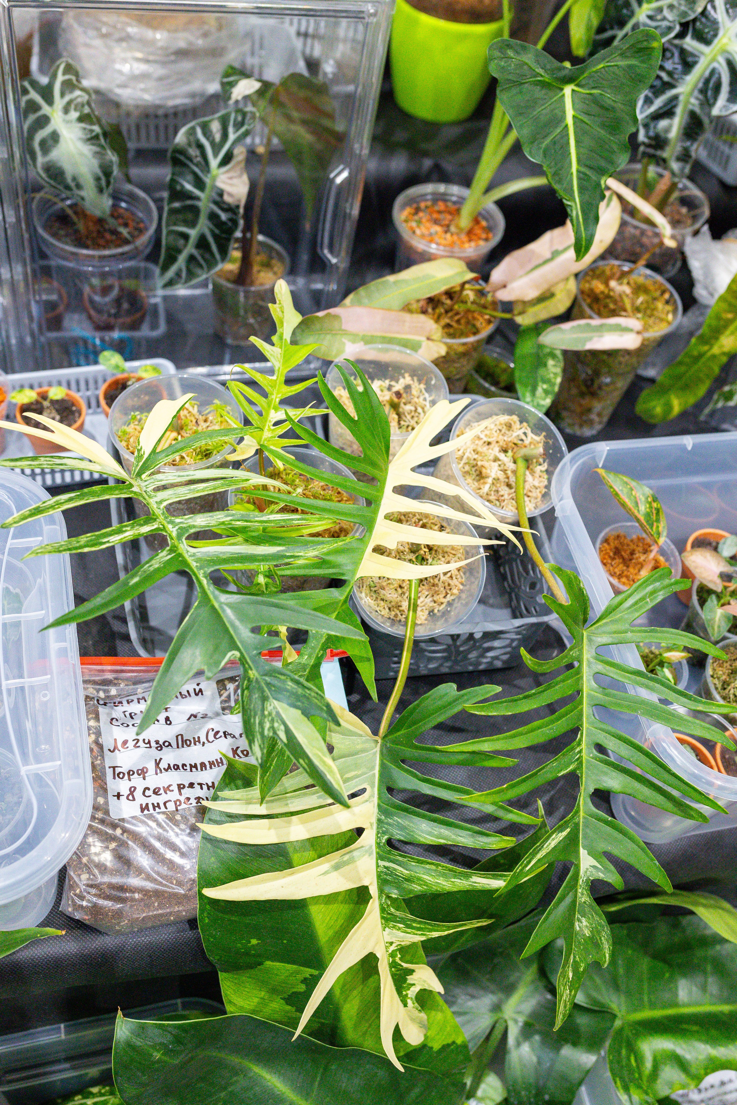 Монстериум 11–12 октября. Александра Куликова фотограф, Москва