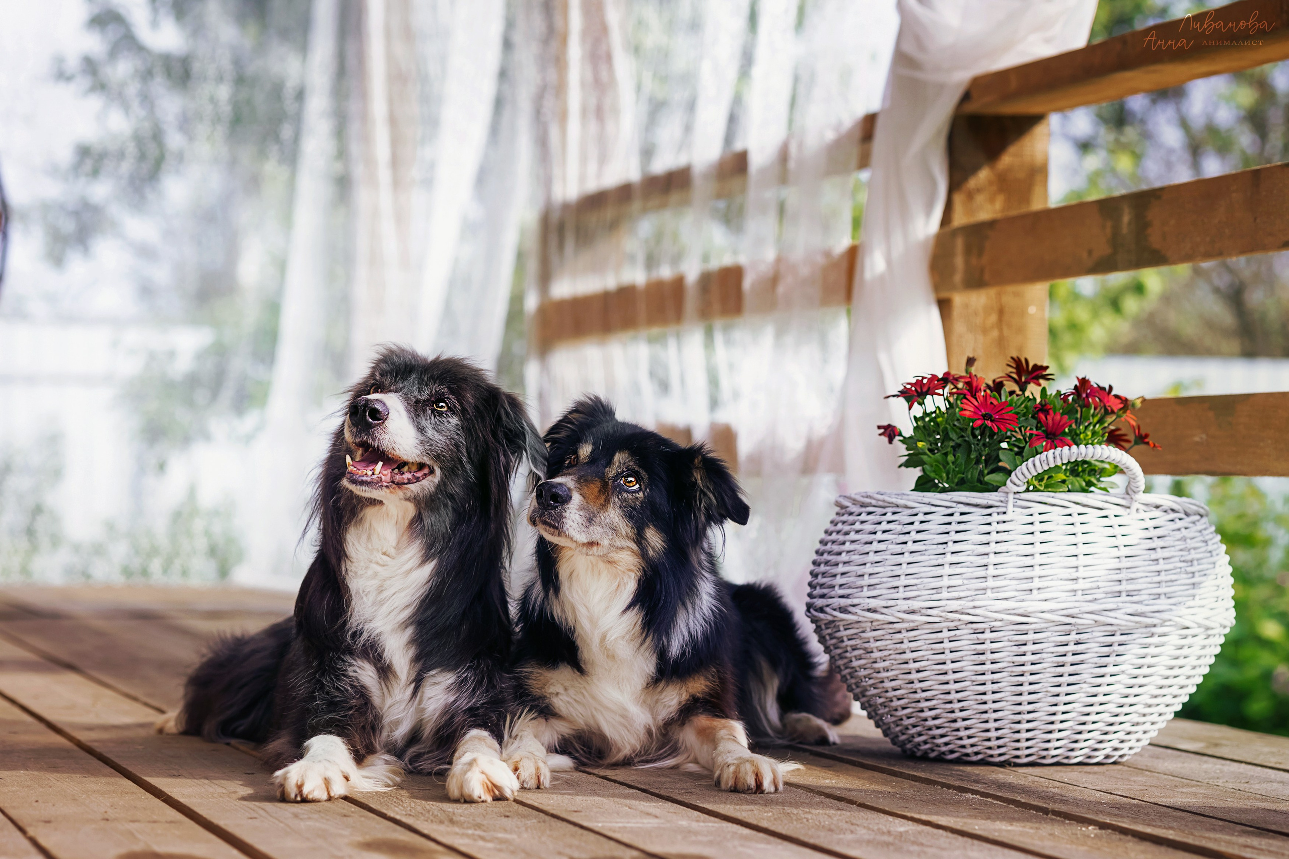 Рита и Ко. Фотограф анималист Аня Ливанова | Рыбинск