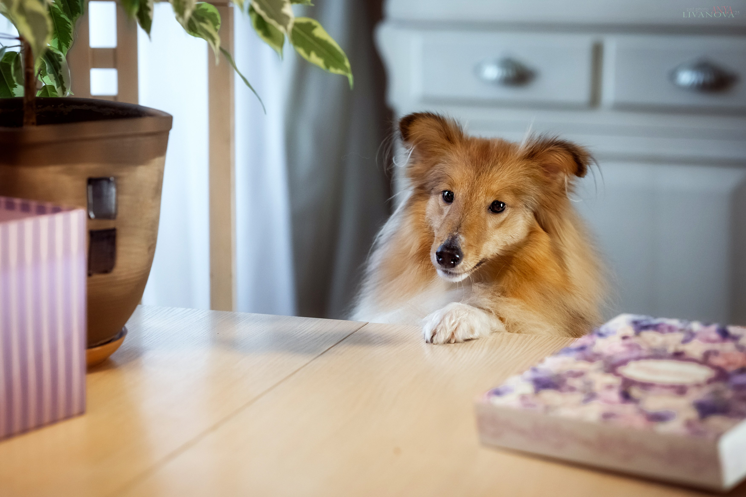 Ника. Фотограф анималист Аня Ливанова | Рыбинск