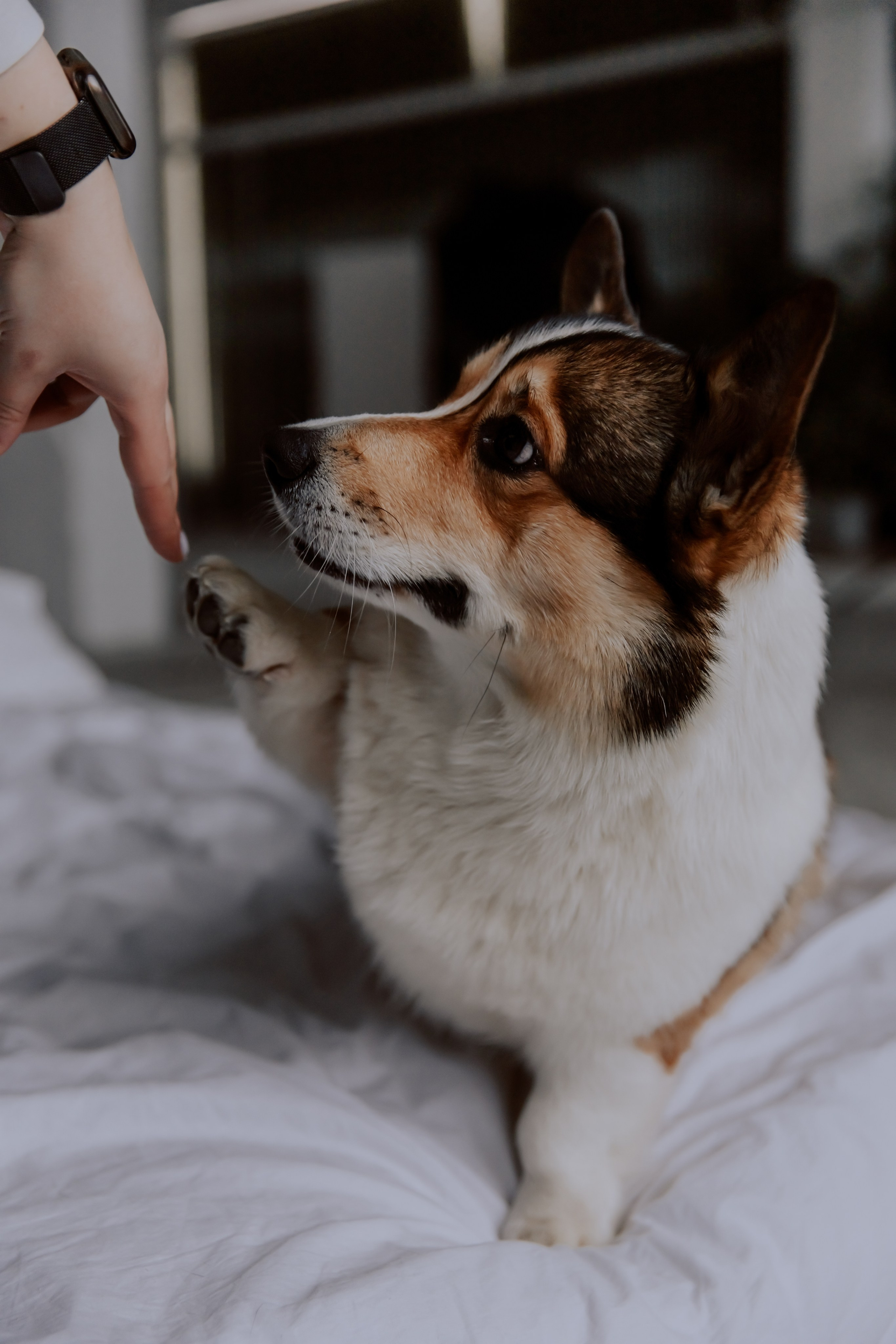 Саша, Илья и песик Кураж. Фотограф, который снимает любовь в Санкт-Петербурге и Череповце
