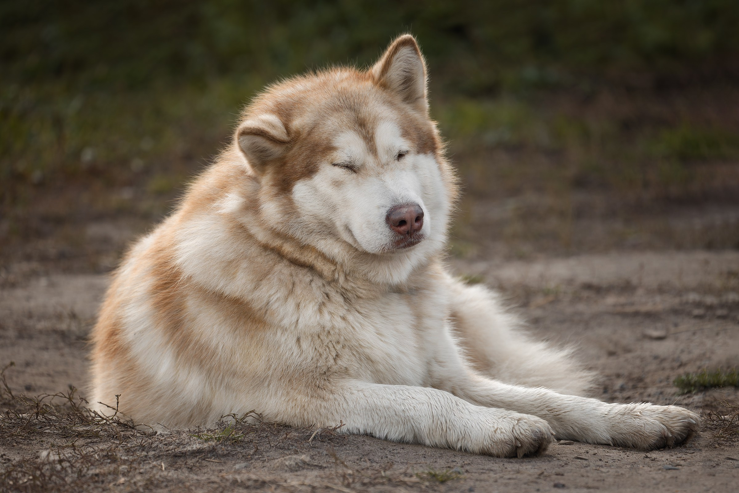 Собаки приюта «Дом северной собаки». Irenephoto.ru