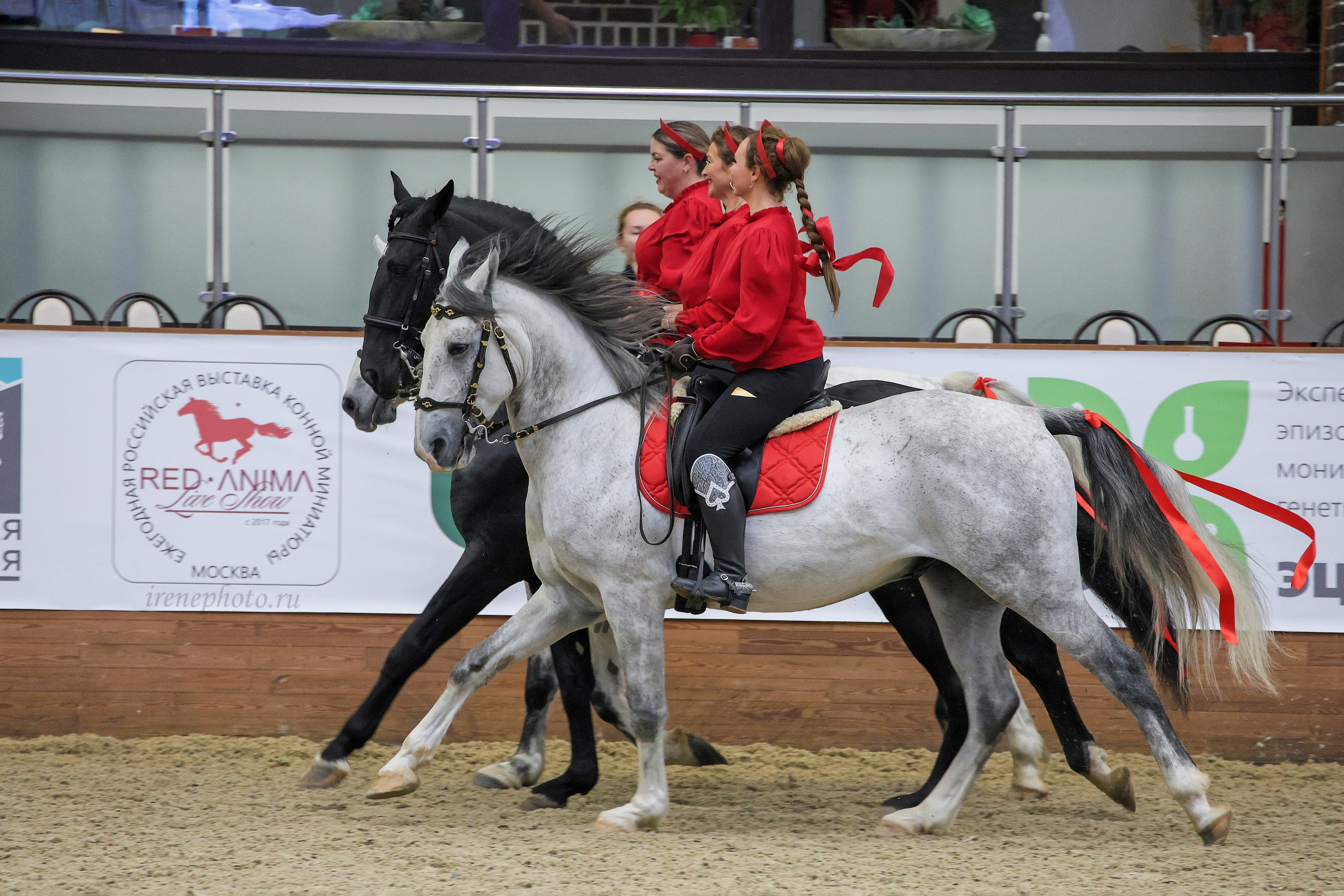 Конная Россия 2024. Irenephoto.ru