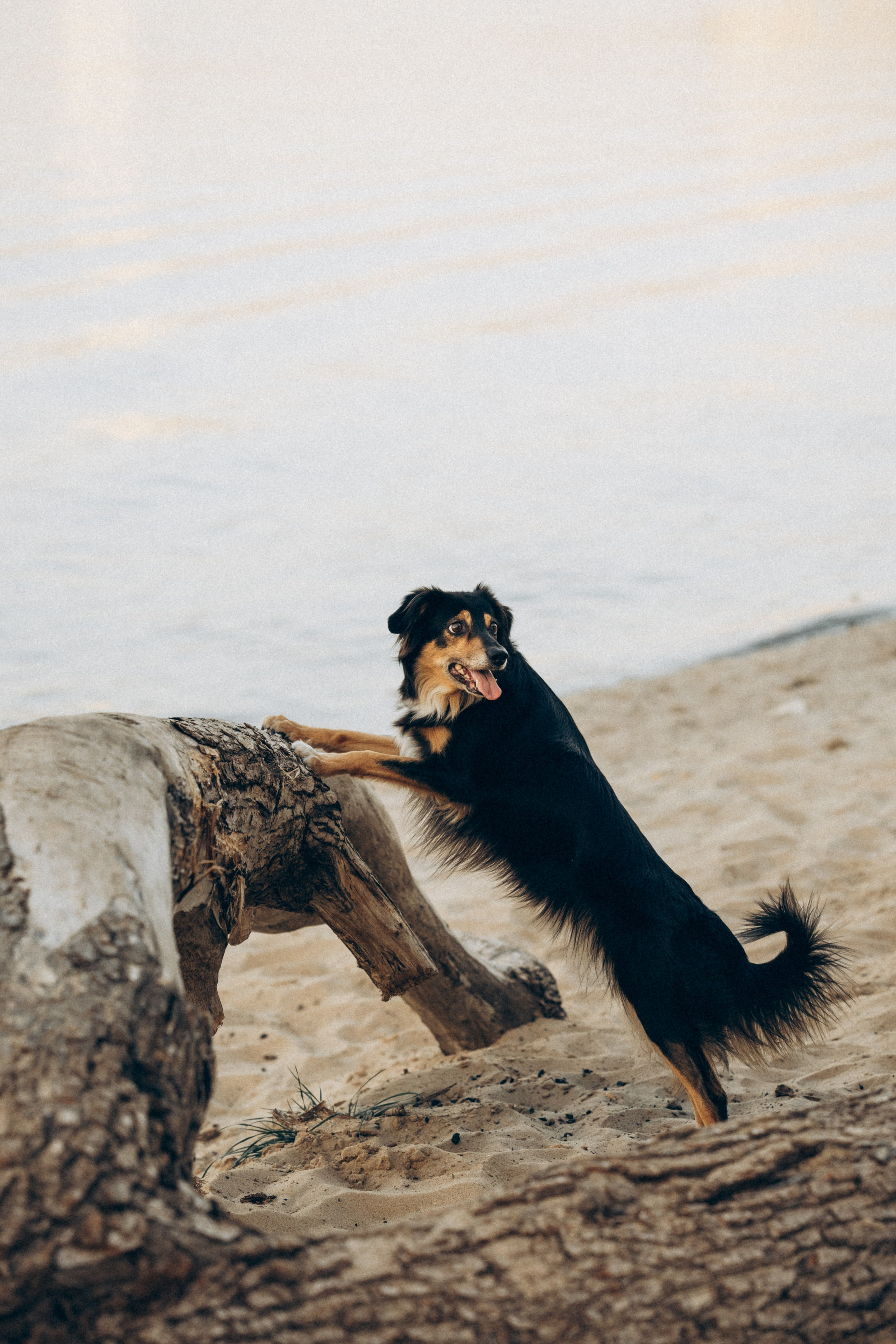 Алла и ее компания. Фотограф анималист в Казани Алина Сулейманова. Фотограф животных