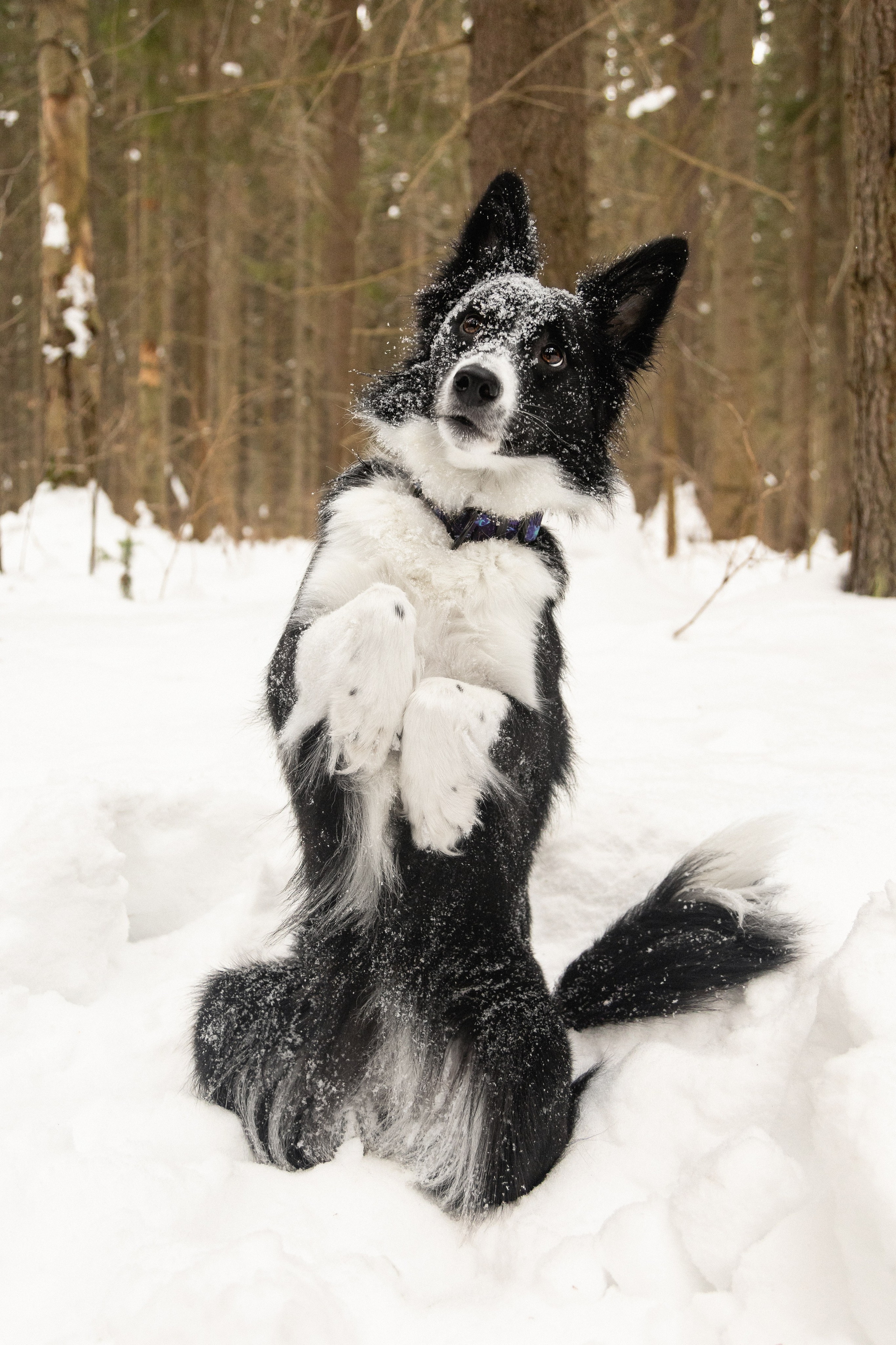 Бордер колли Ривия. Htykk_photo