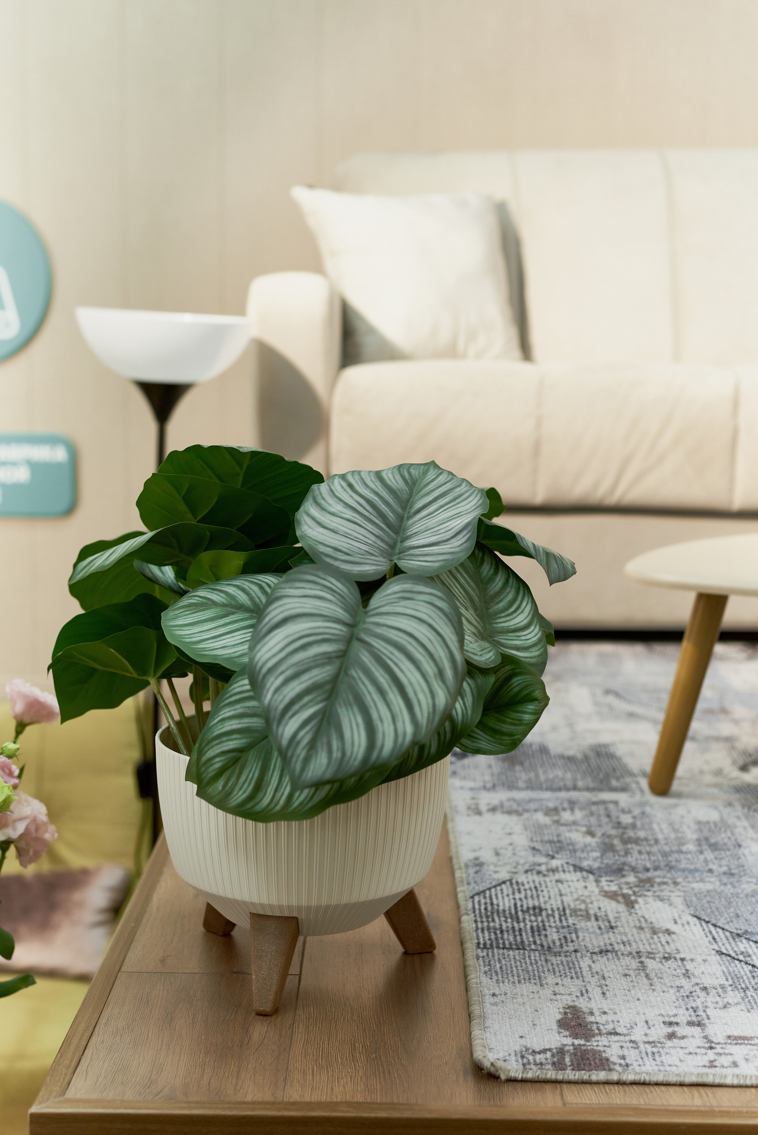 Аскона. 5 лет. Фотограф Новочеркасск Ростов Карина Чернова