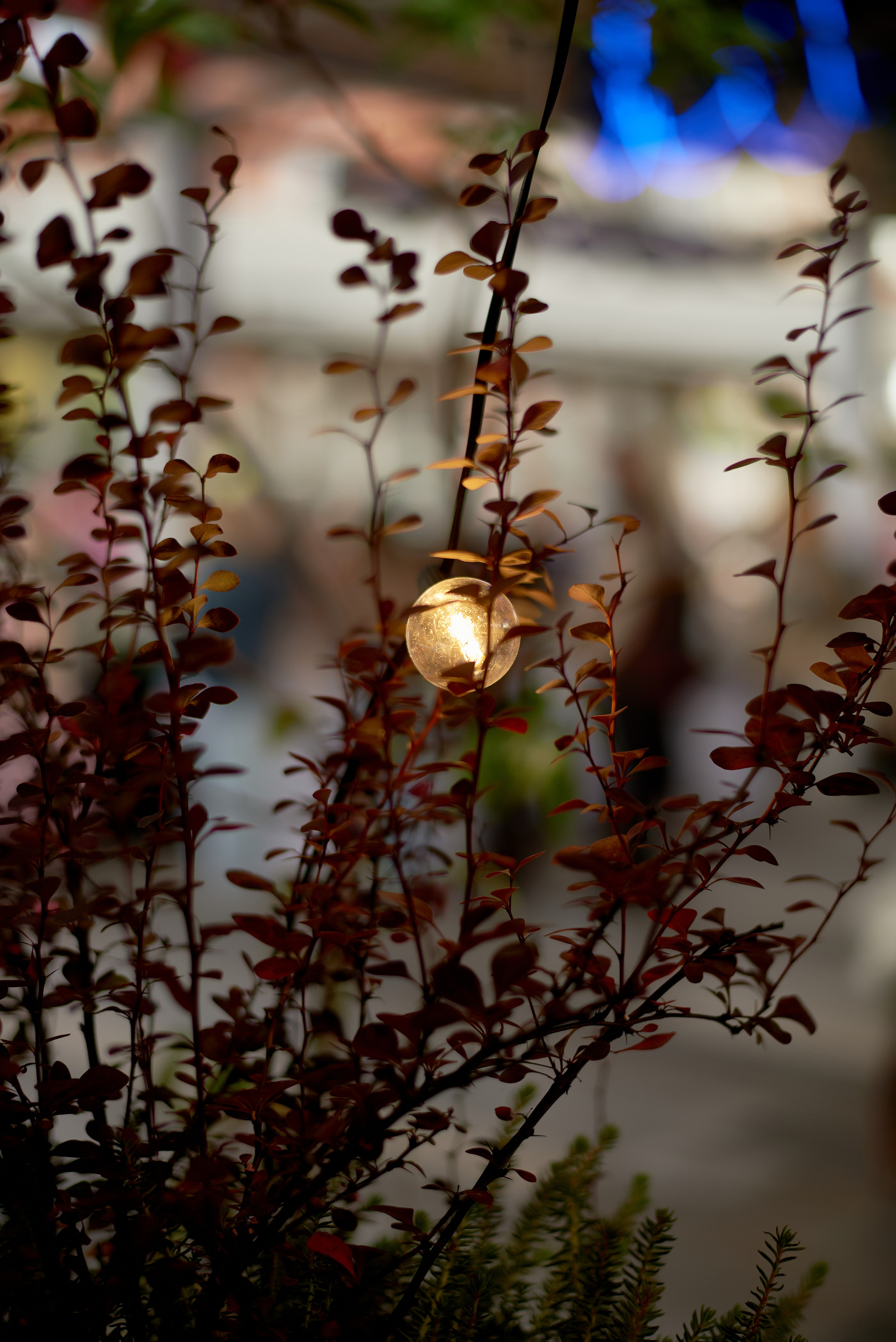 CONСЕРТИКА Маркет. Фотограф Новочеркасск Ростов Карина Чернова
