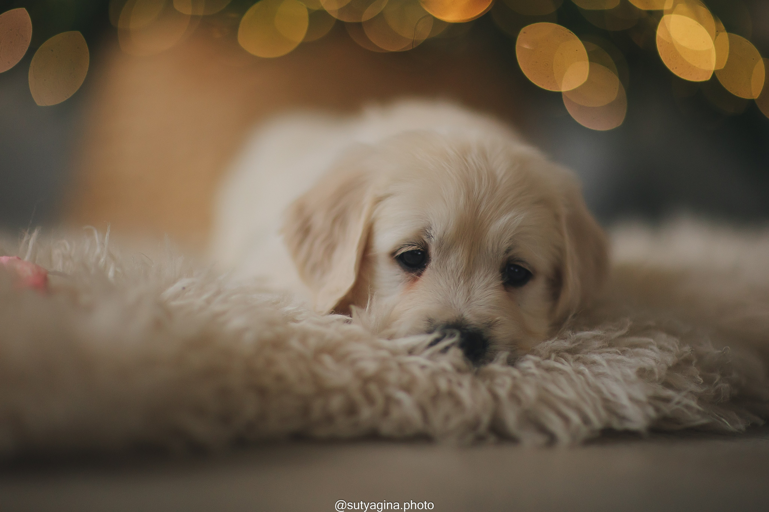 Белая лента. Свадебный и женский фотограф