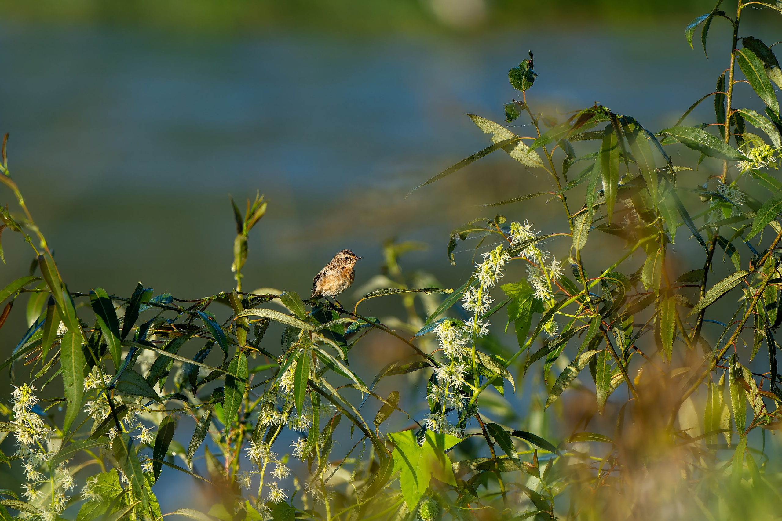 Фотографии Национальный парк Угра. Фотограф спортивные события, недвижимость, турбизнес