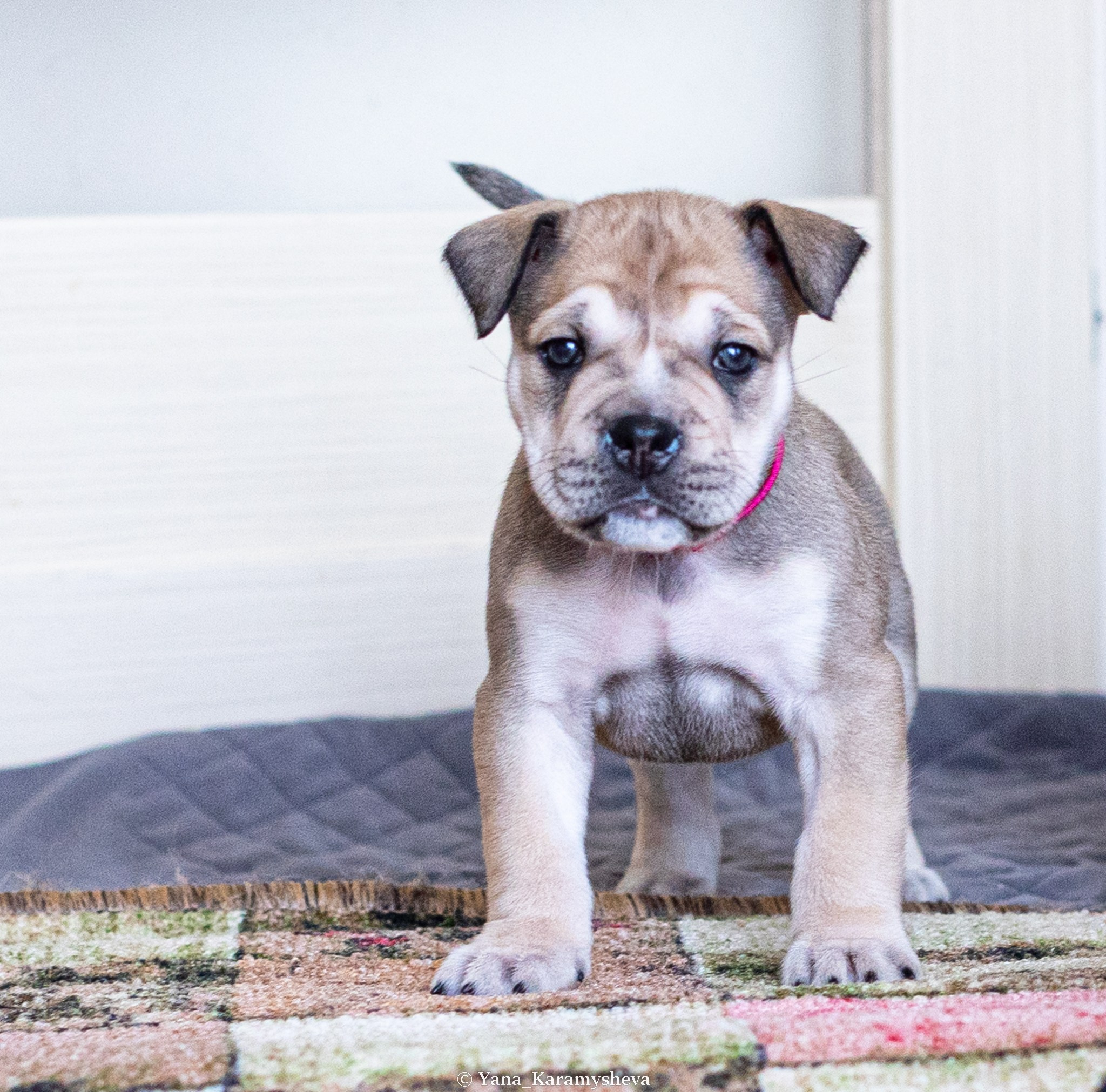 Помёты. Yana Karamysheva Animal Photo