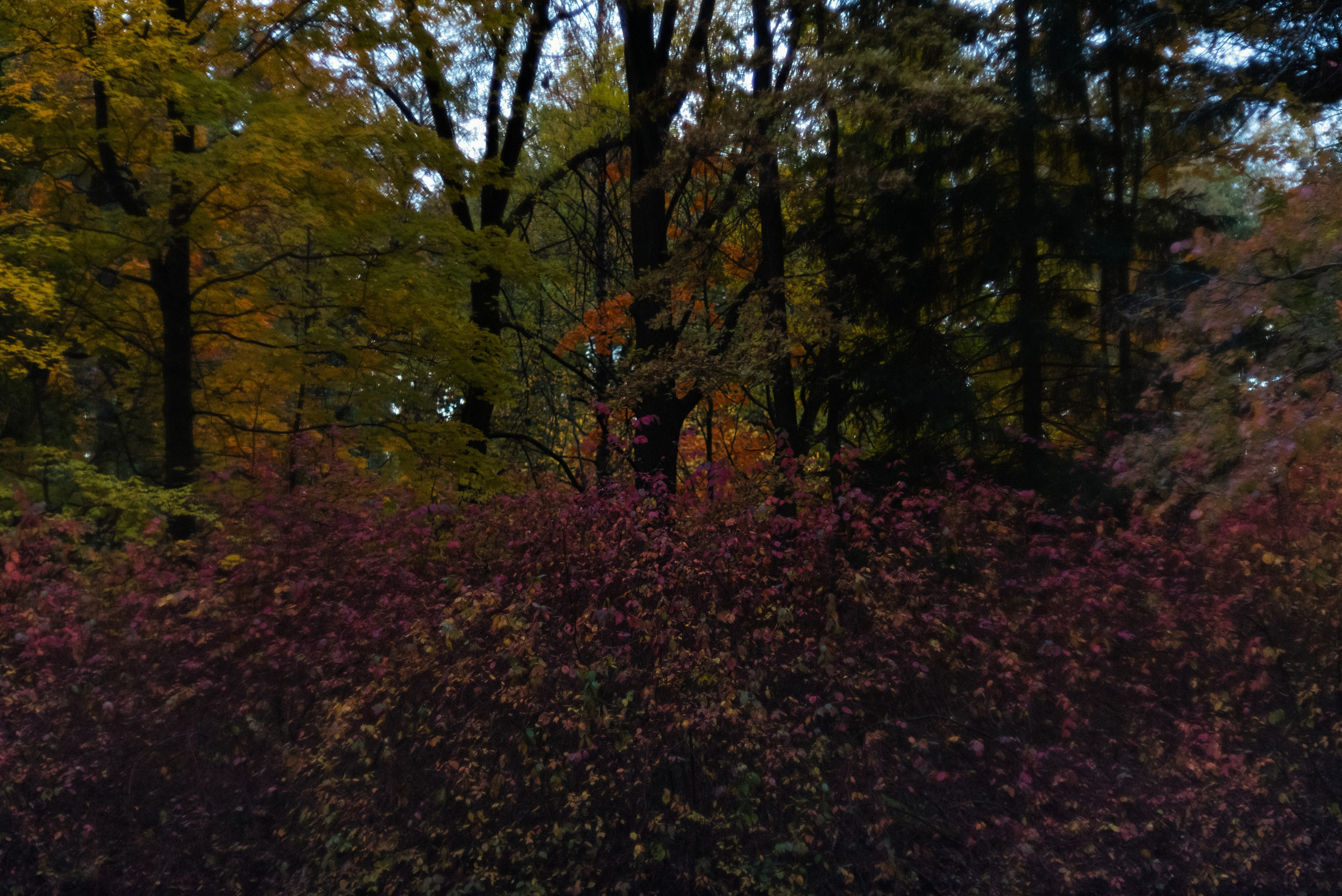 Autumn. Свадебный фотограф Санкт-Петербург DanyaPhotoart