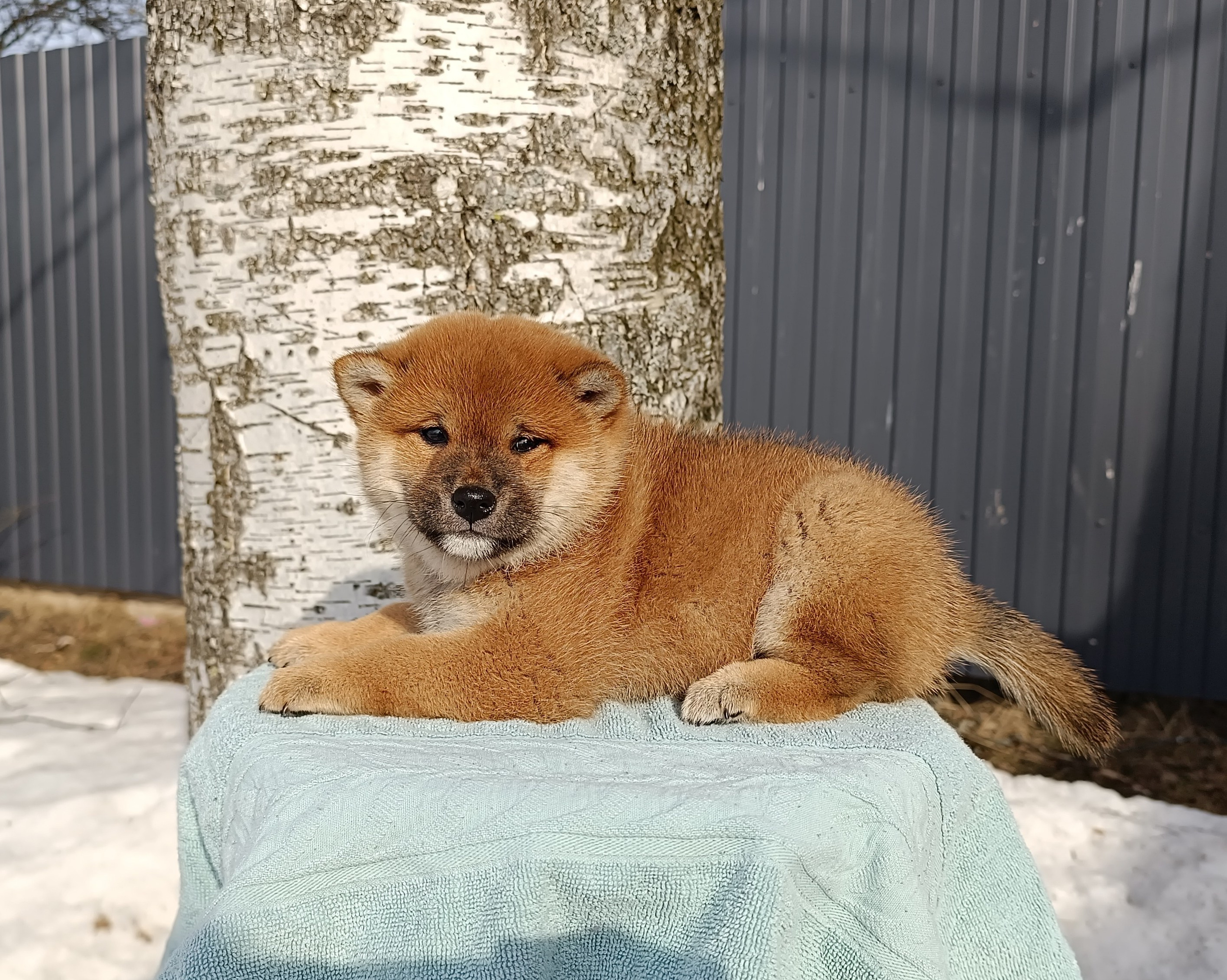 Сиба Rubylight Ellis питомник Рубилайт 