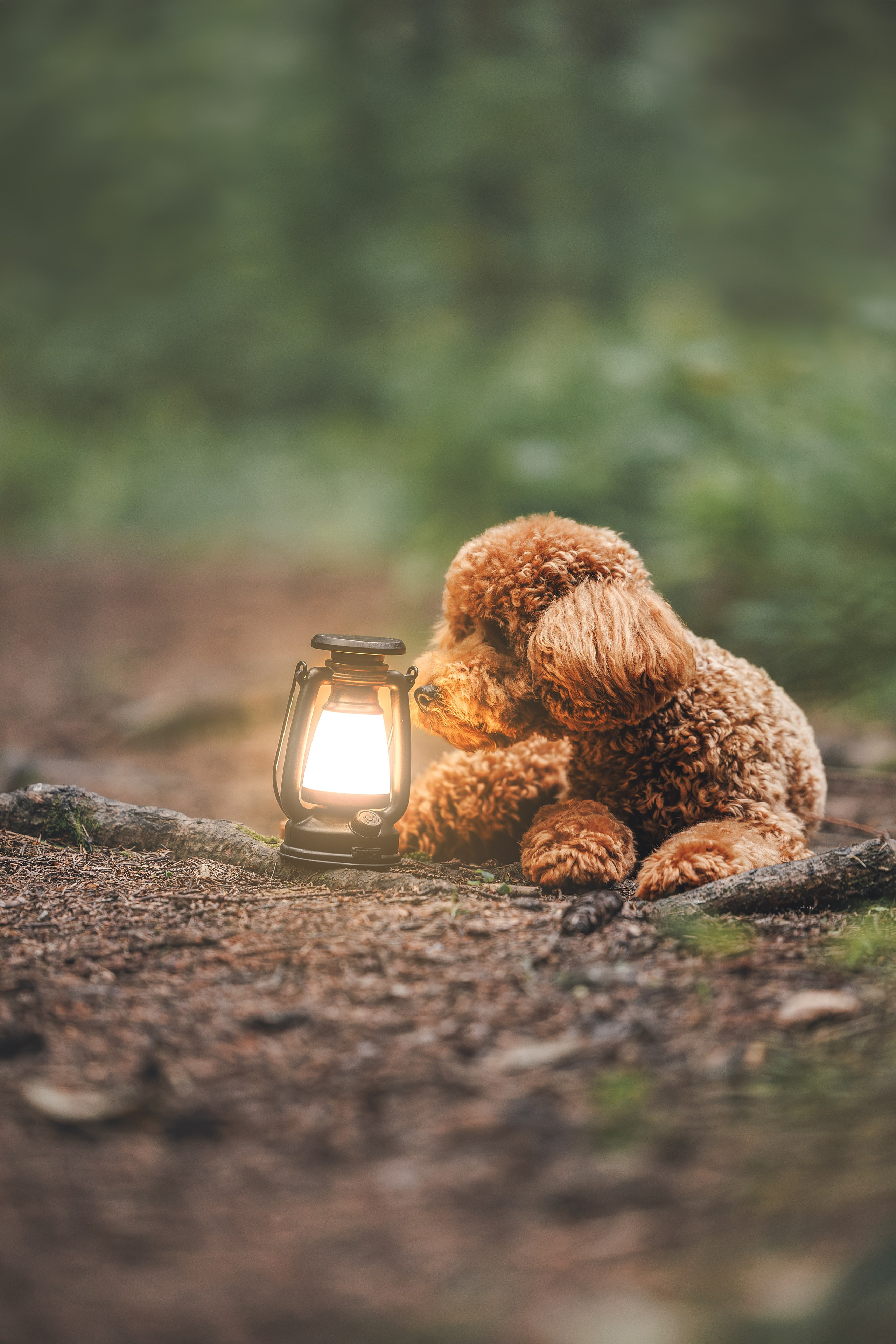 Лесная прошулка. Фотограф Анималист в Москве Анастасия Жучкова