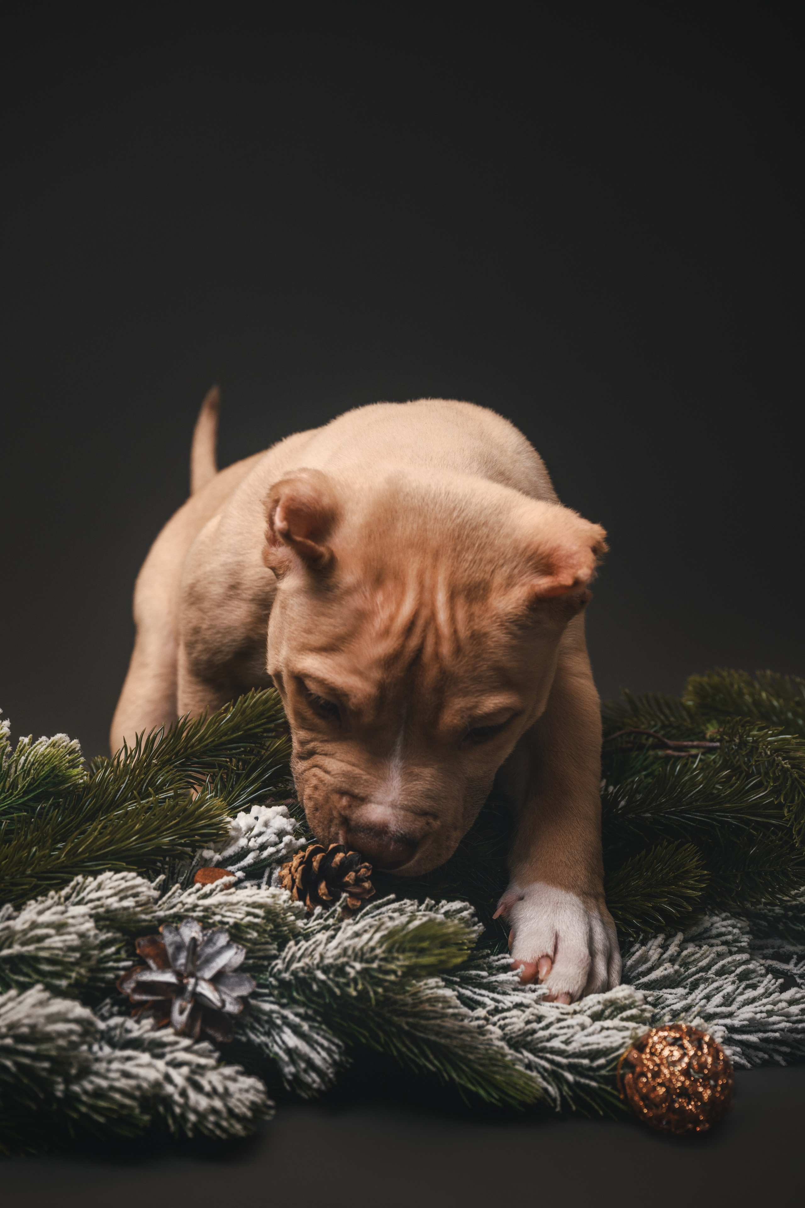 Булли. Фотограф Анималист в Москве Анастасия Жучкова