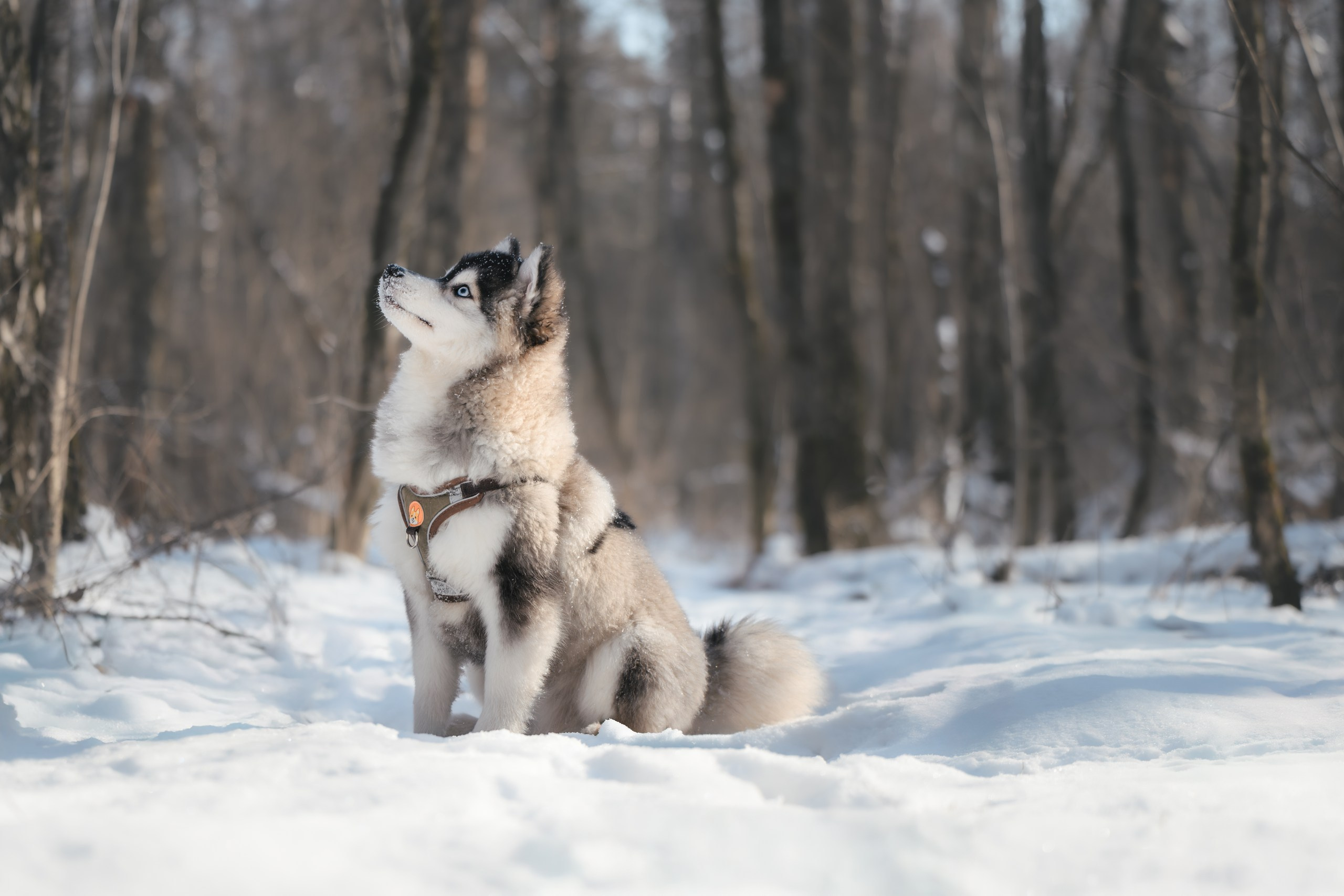 Виктория и 4 помски. Фотограф Анималист в Москве Анастасия Жучкова