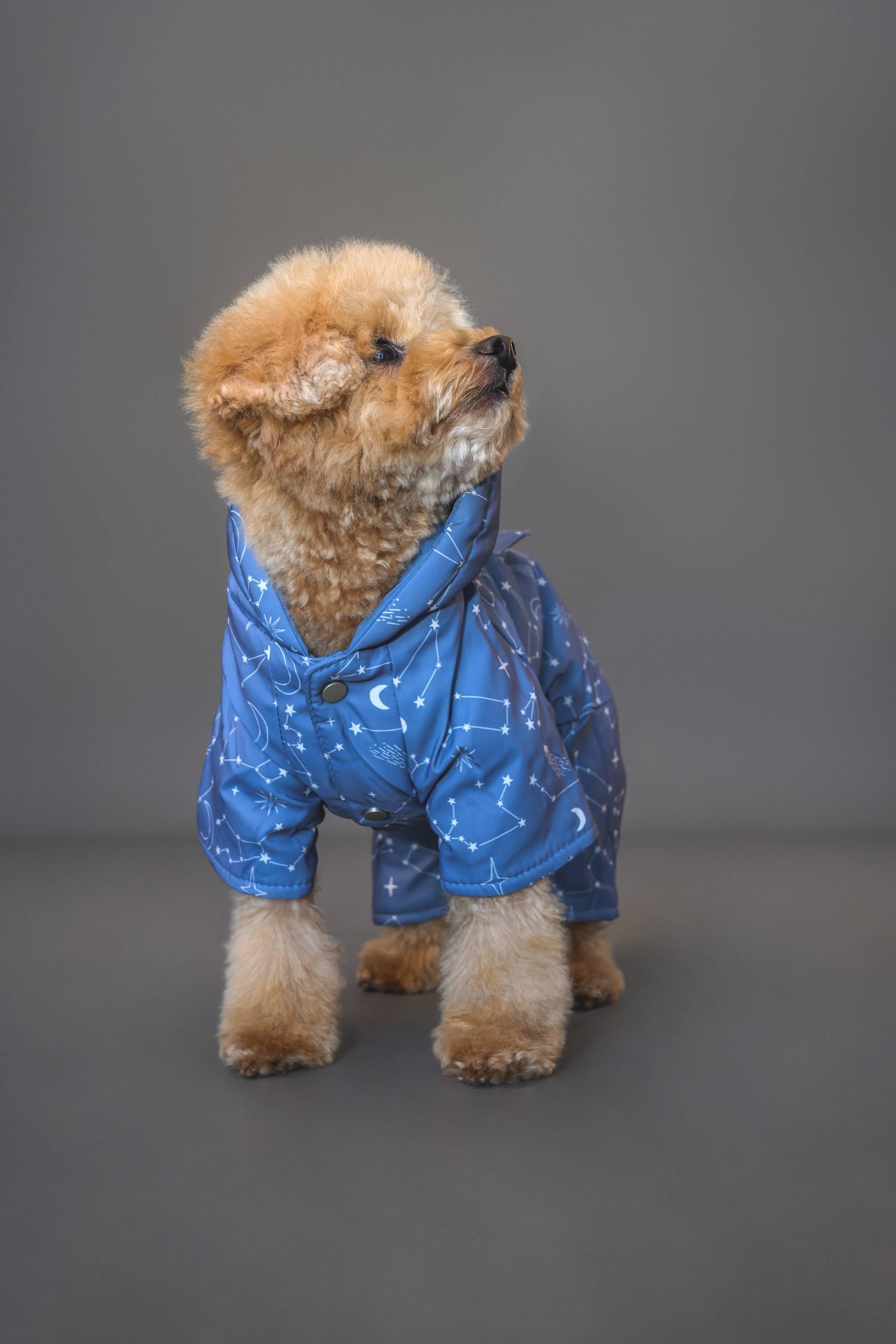 Пудель. Фотограф Анималист в Москве Анастасия Жучкова