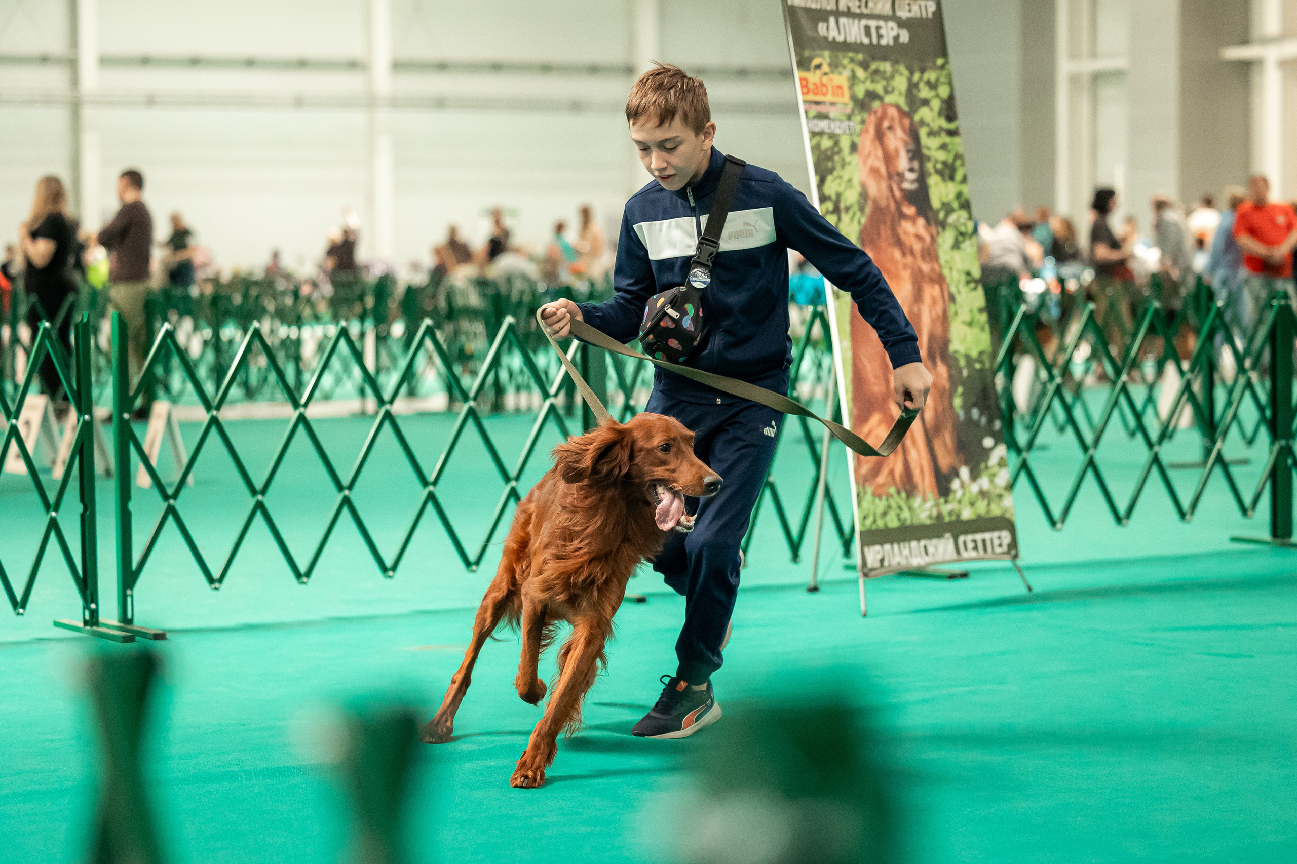Выставка сеттеров 19.05.24