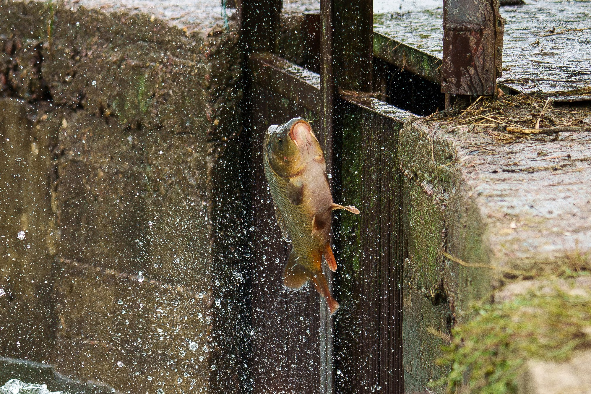 Животные. Ваш личный фотограф Марина Волкова