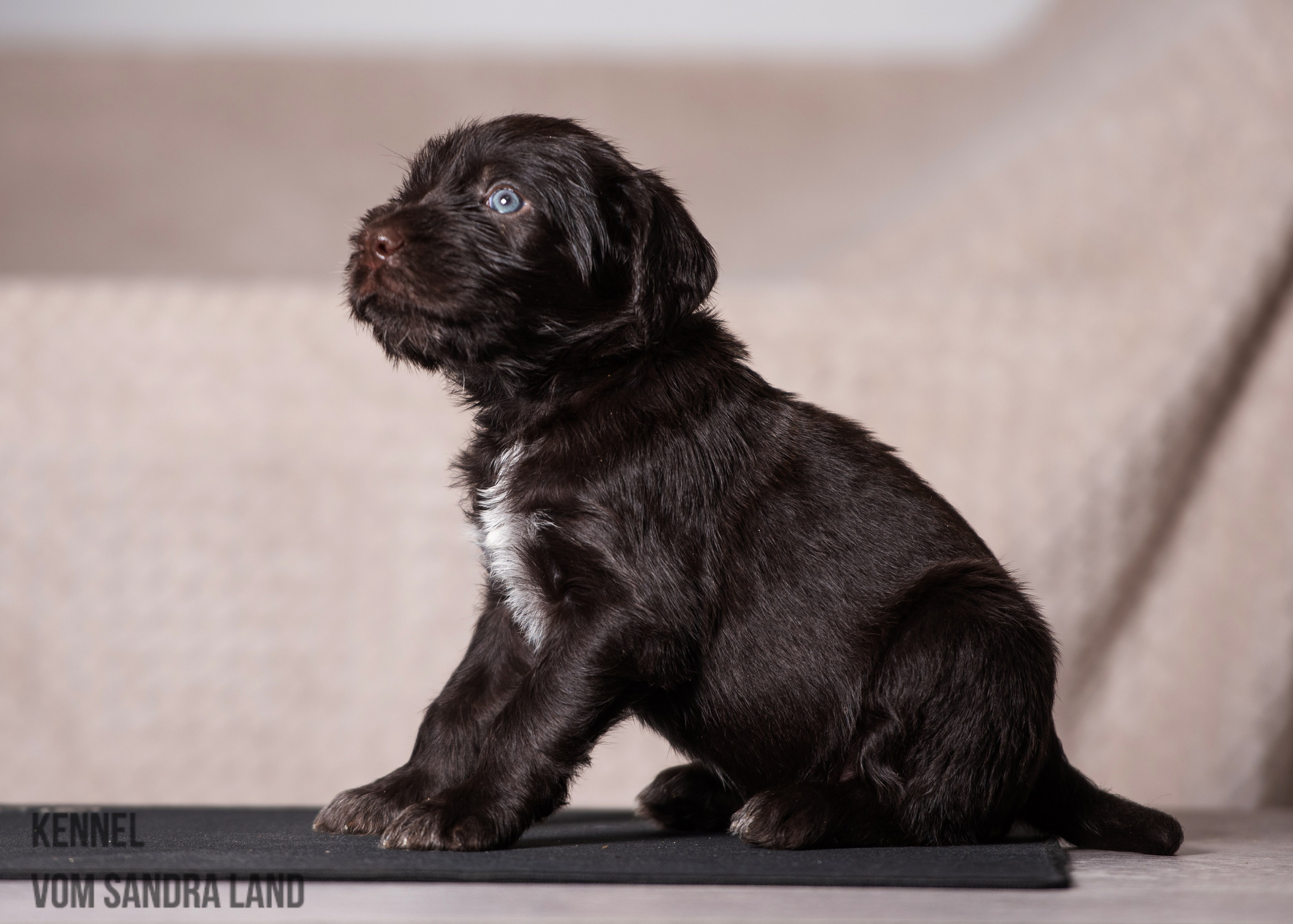 Валькирия вом Сандра Лэнд, Valkiriya vom Sandra Land