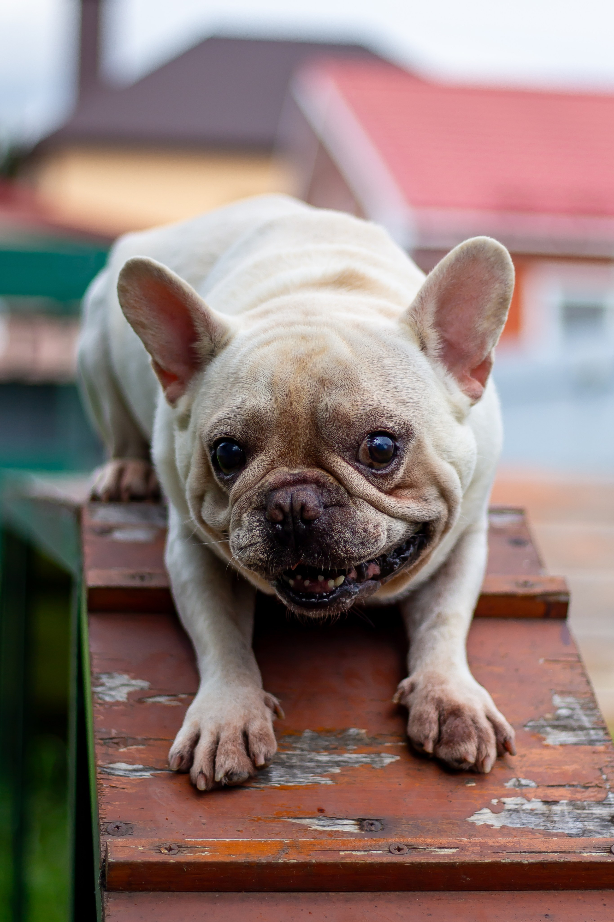 Собачья жизнь — Зоогостиница «Счастливые мечтатели». Фотограф • Орехово-Зуево • Балашиха • TEFO