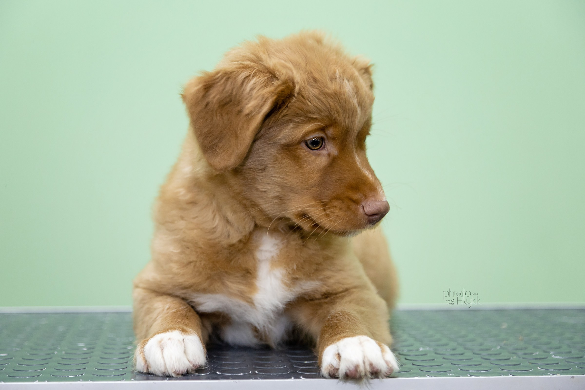 Щенки Толлера. Htykk_photo