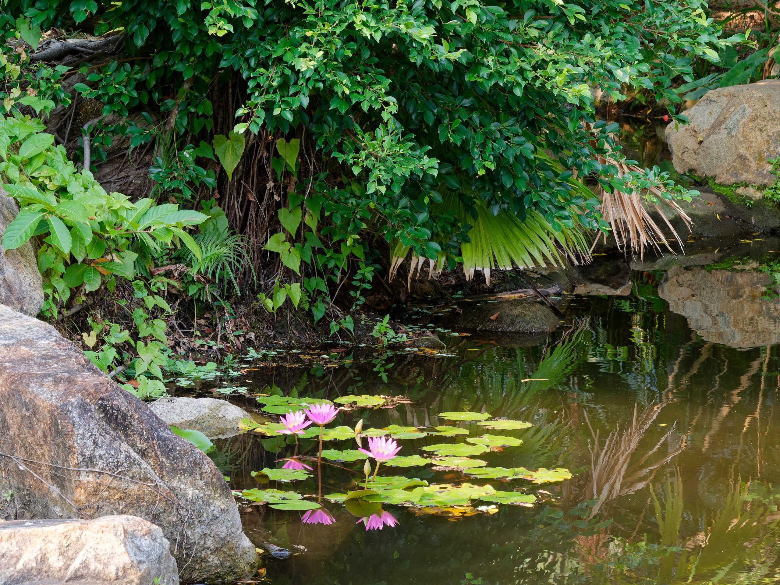 Хайнань 2026, флора, цветы и деревья. Фотопрогулки по Миру